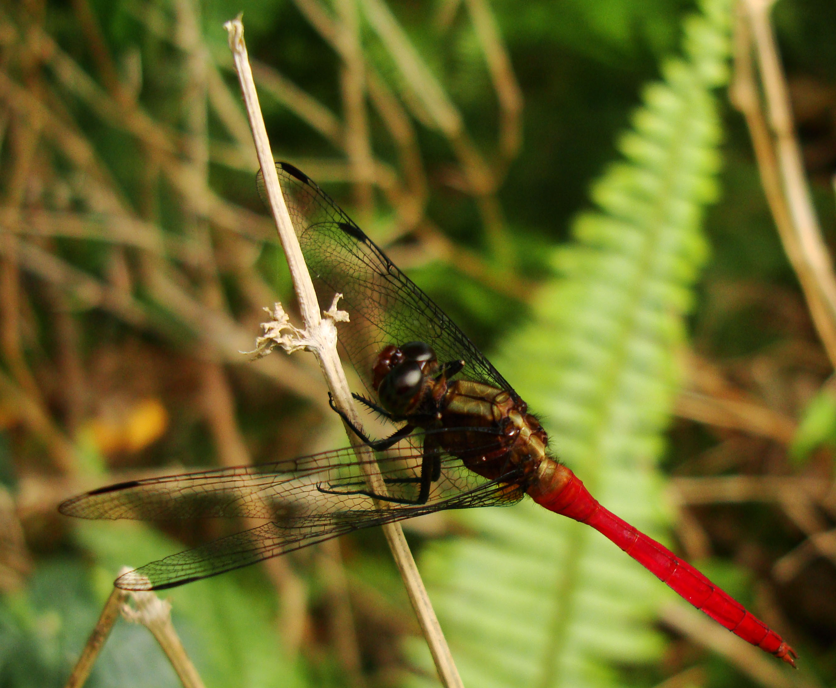 Libellulidae Fiery Skimmer Dragonfly Orthetrum villosovittatum male 03
