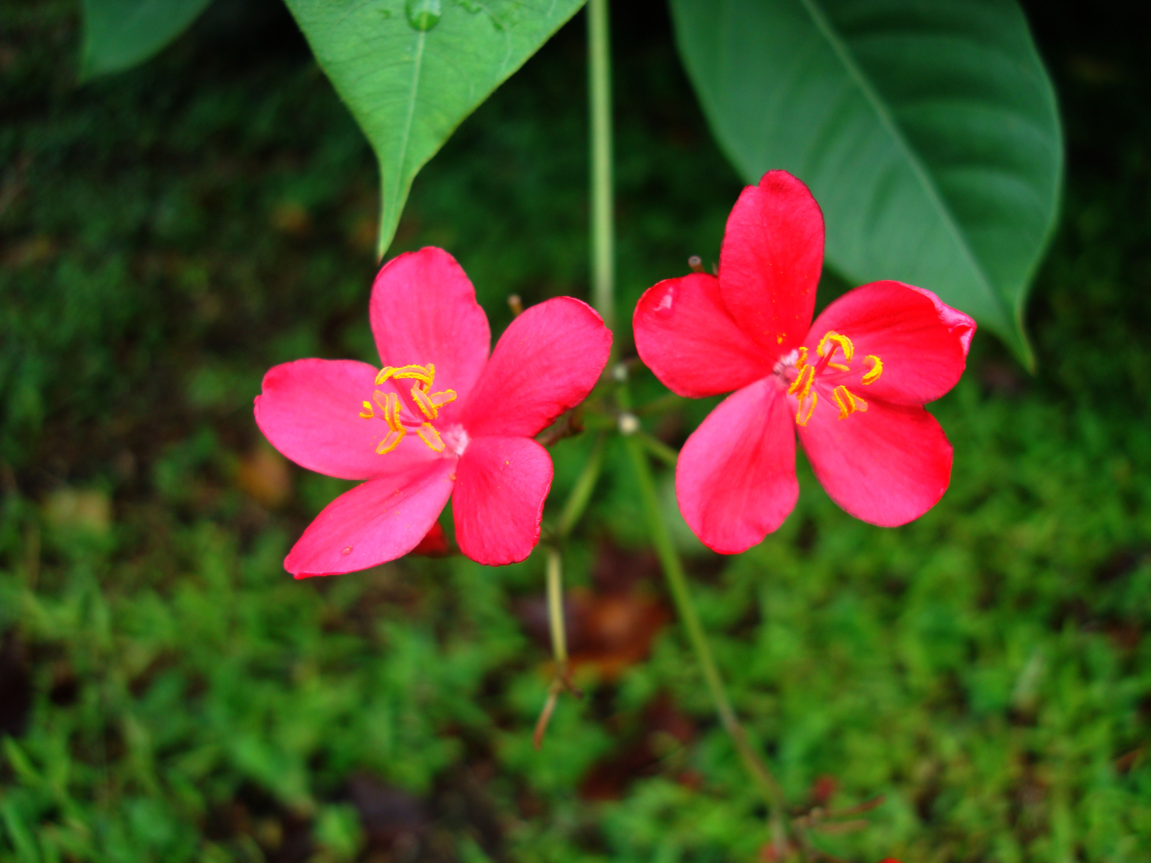 Flowers Philippines 057