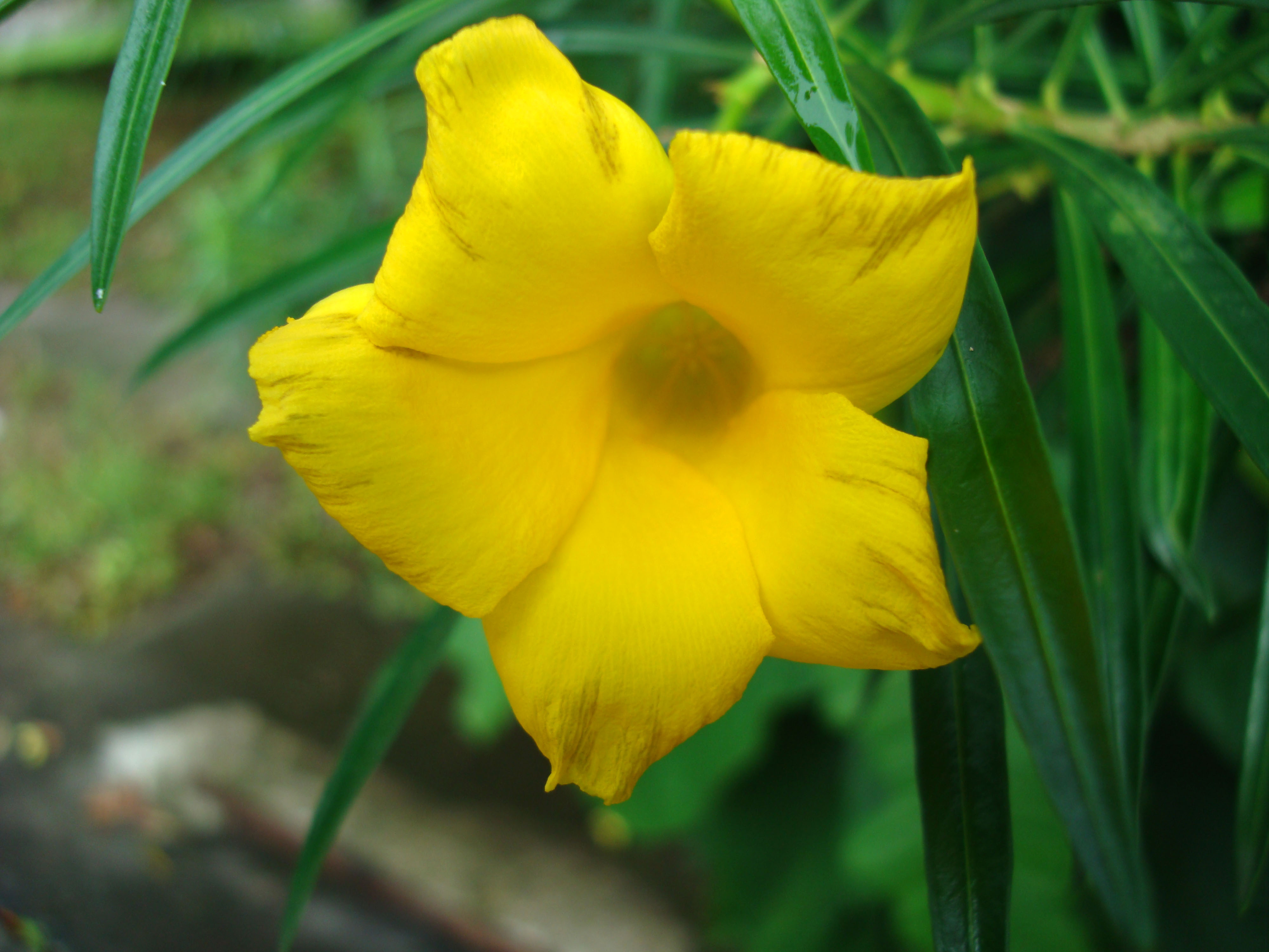 Flowers Philippines Yellow Bell 01