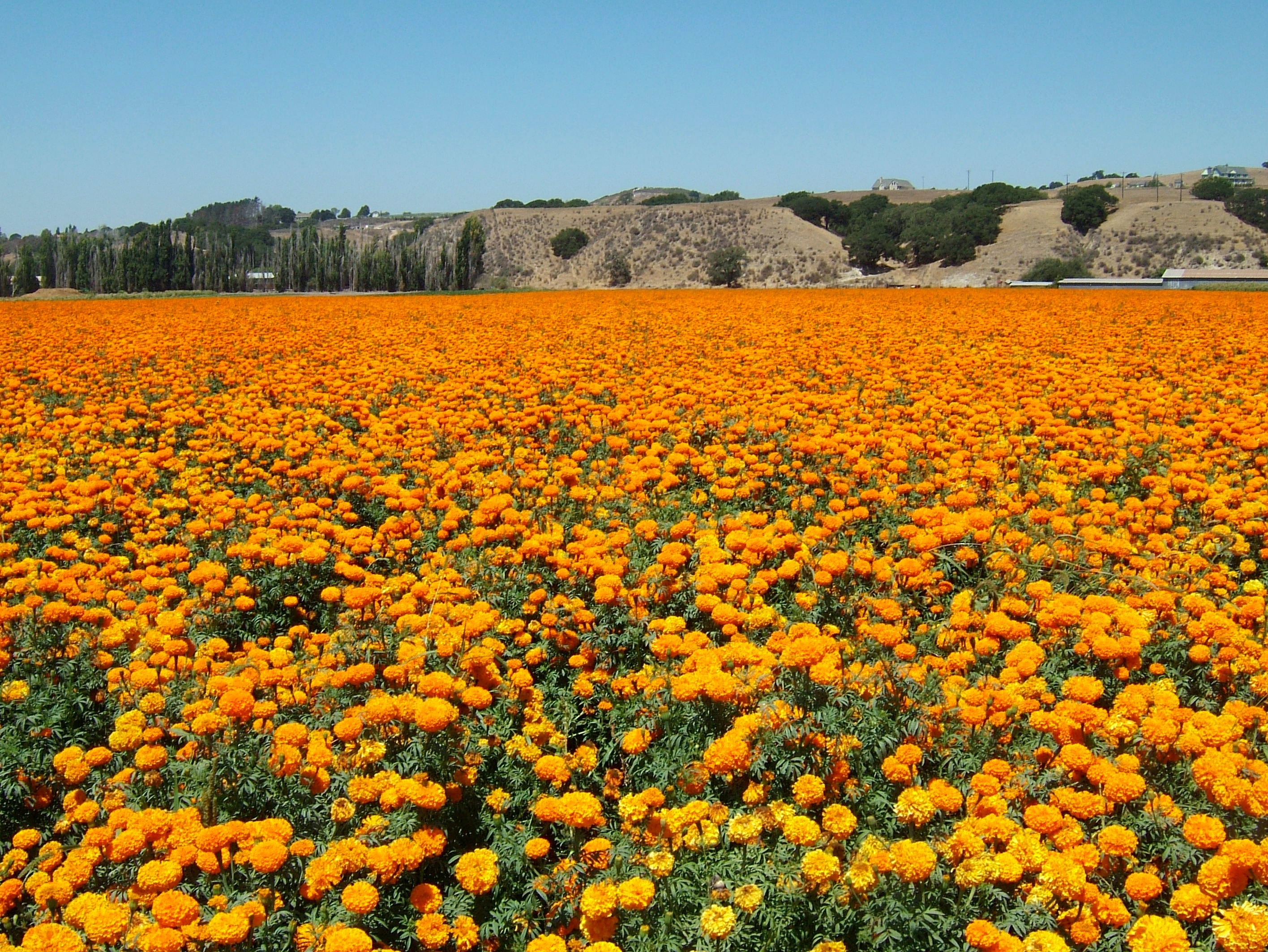 Flowers USA California Solvang Farms 01