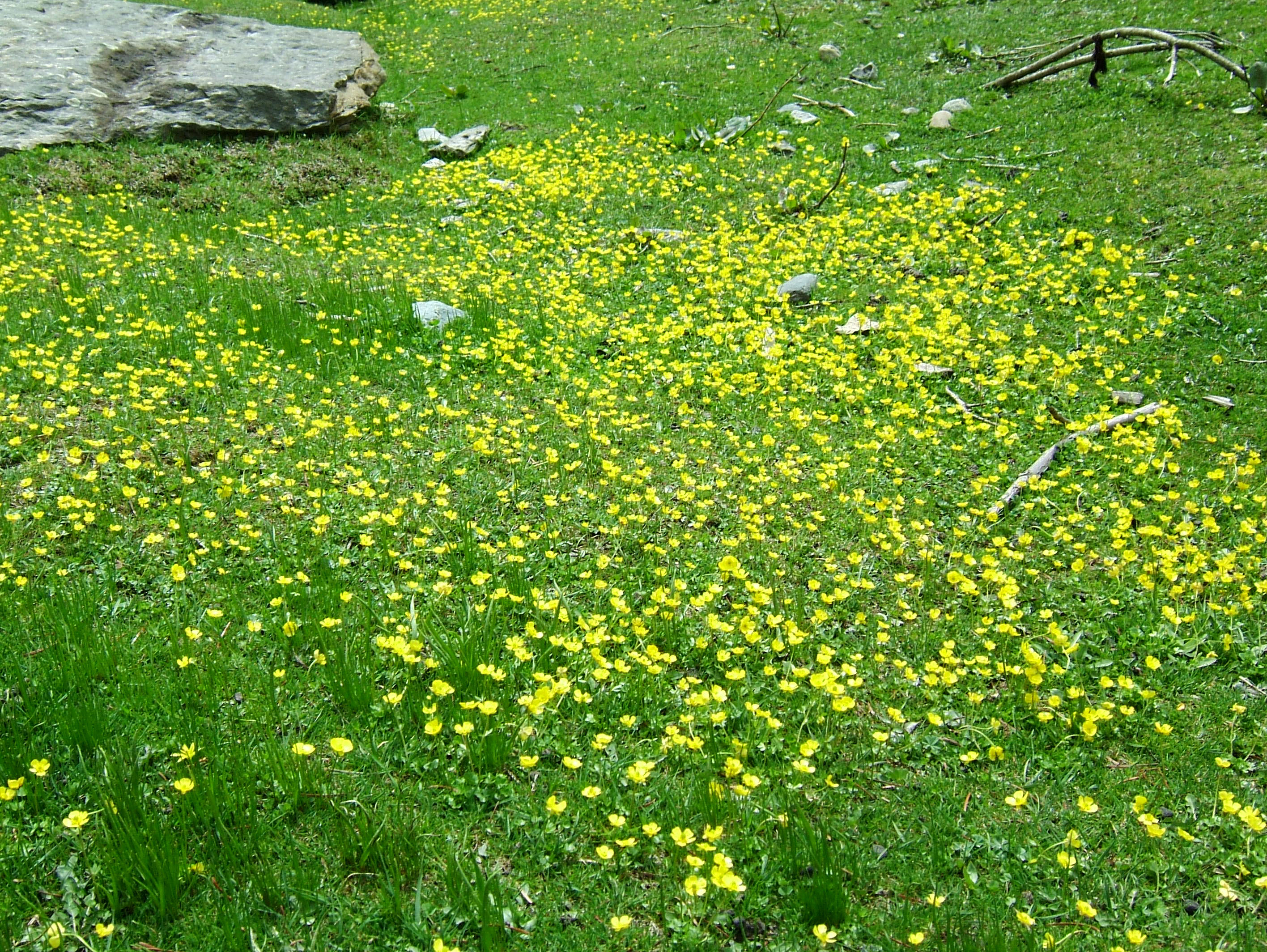 Local Wild spring flowers Srinagar Kashmir India 13