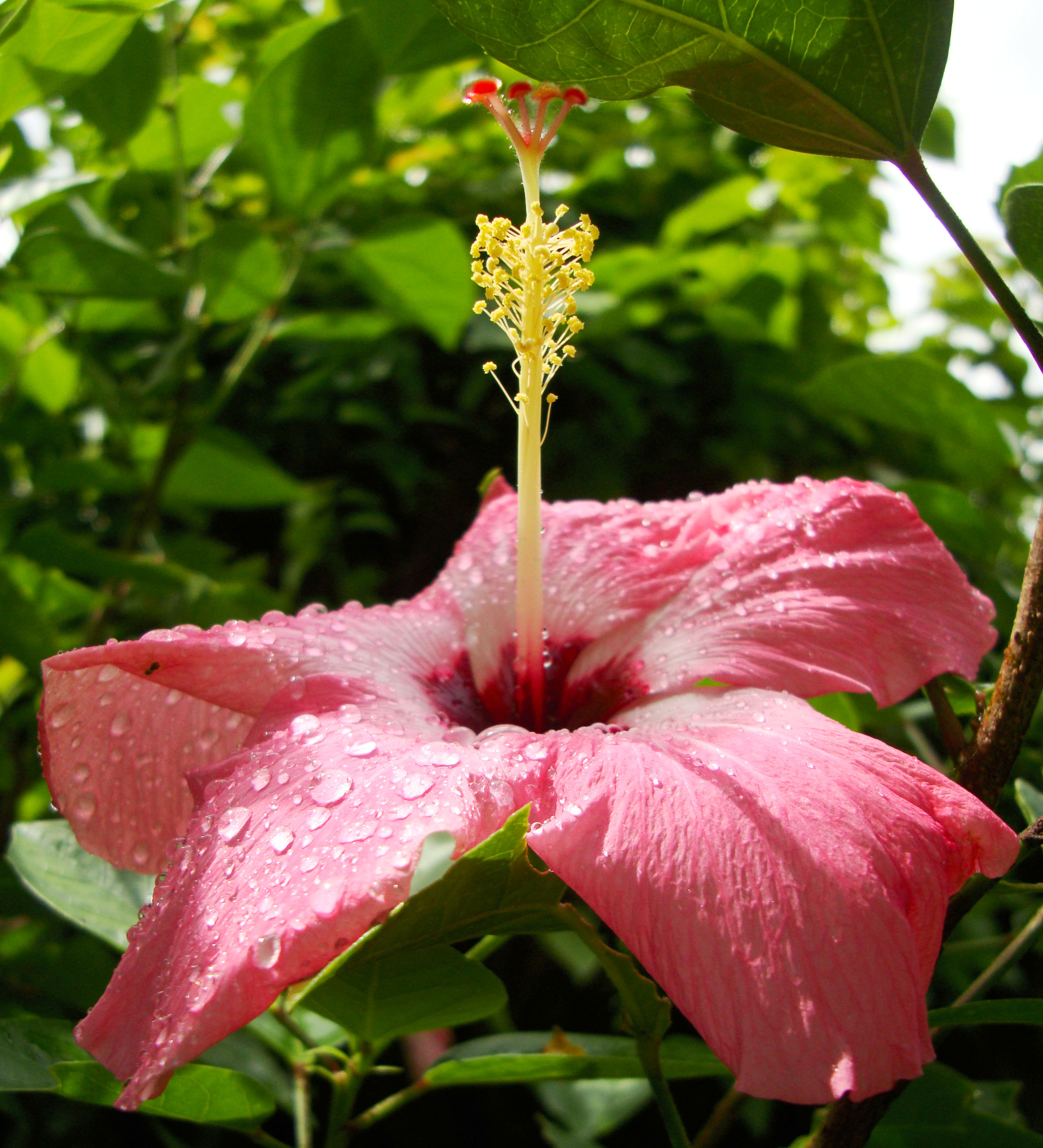 Hibiscus Mindoro Oriental Island Philippines 19