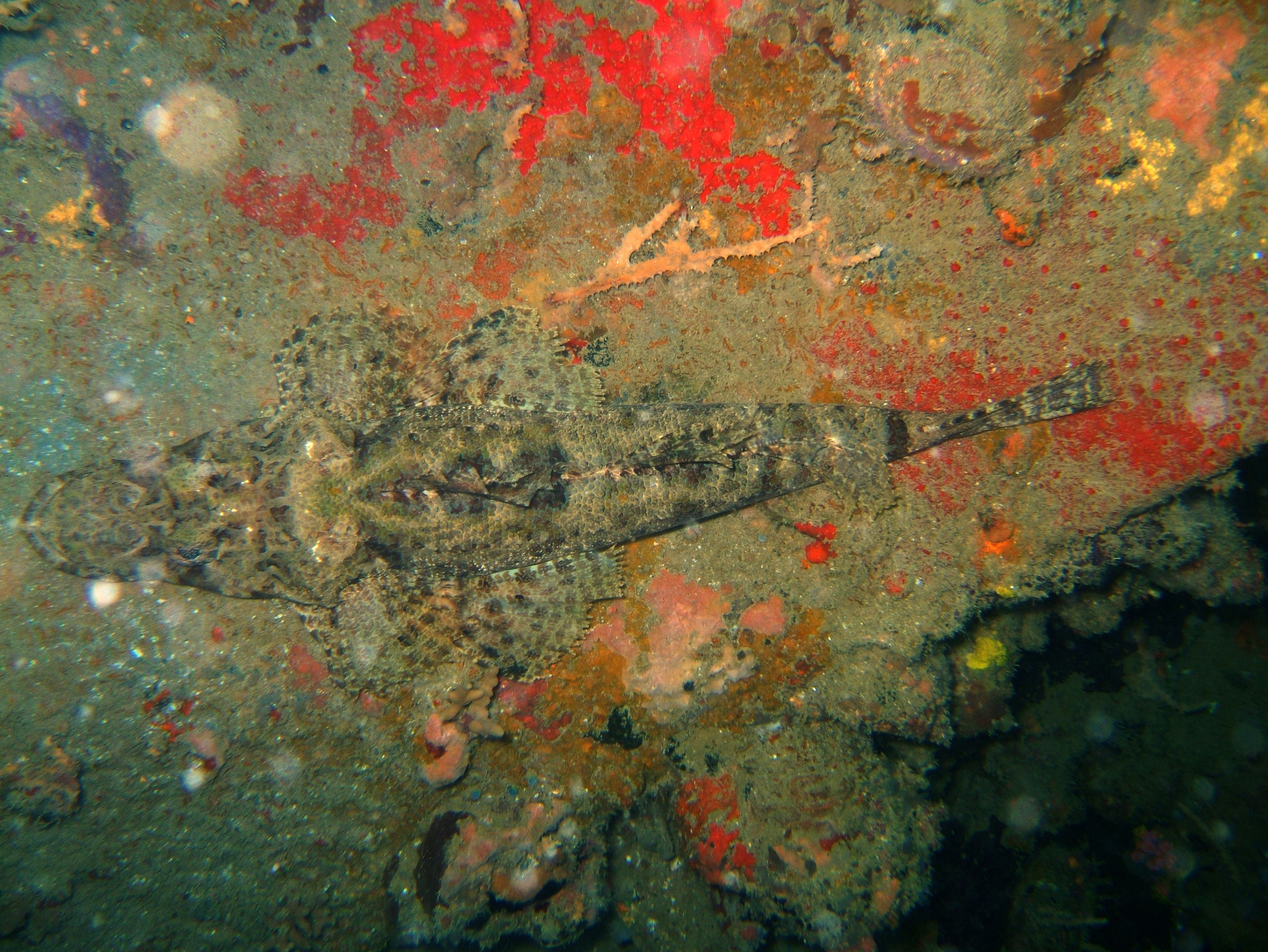Coron dive site 3 Wreck dive IJN Akitushima July 2005 23