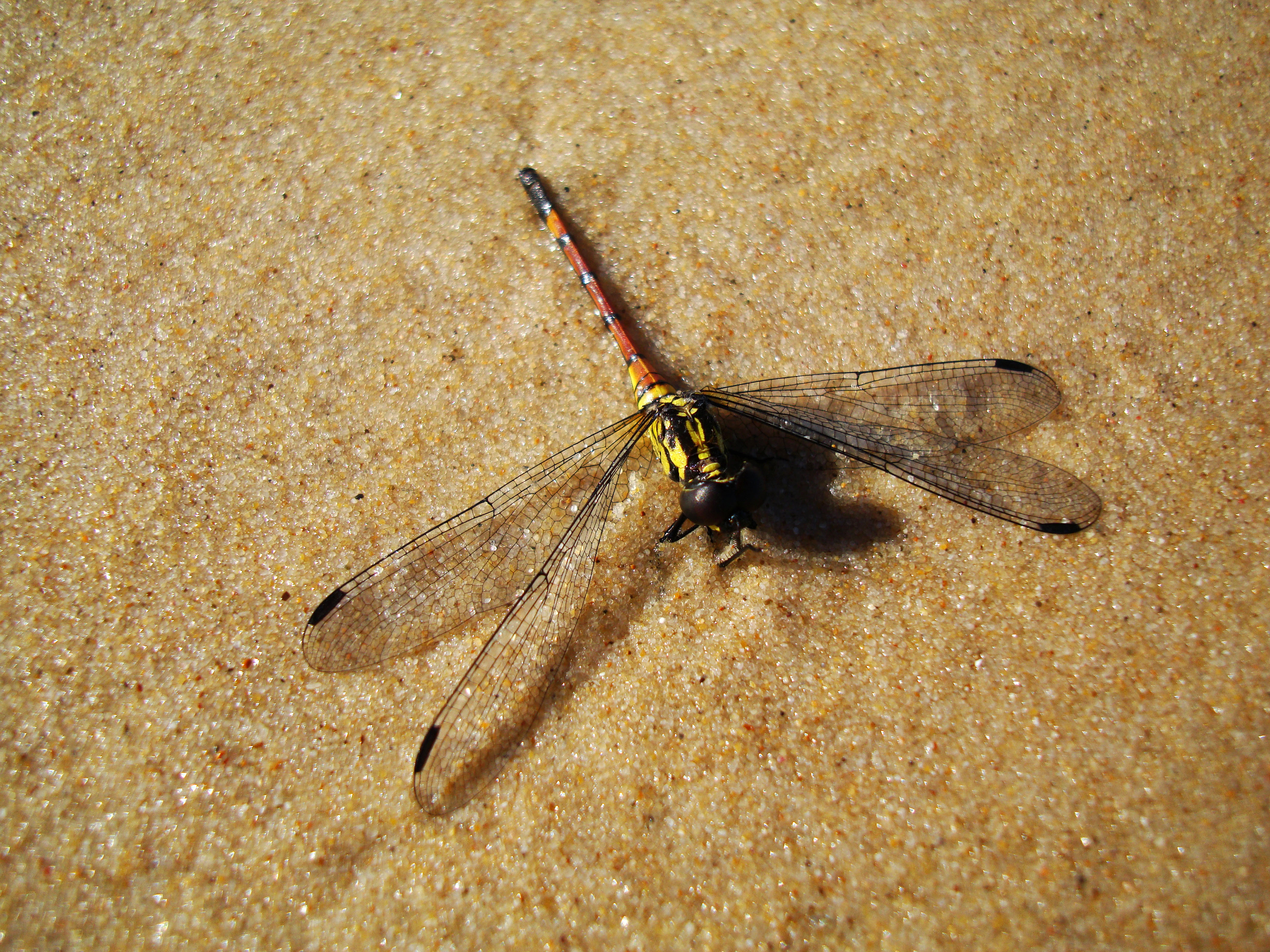 Australia Marcus Beach Dragonfly 01
