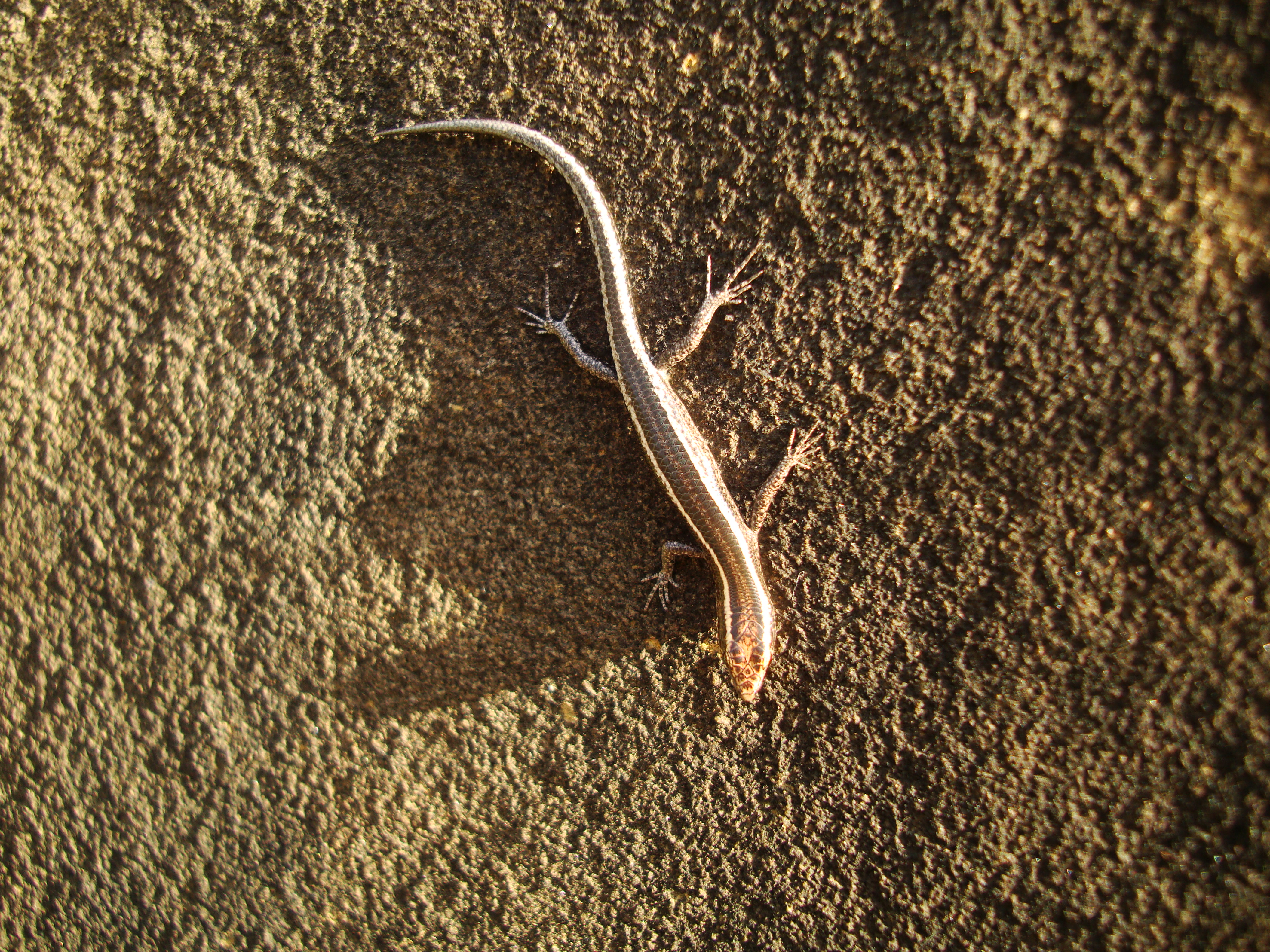 Australian Lizard Noosa 04