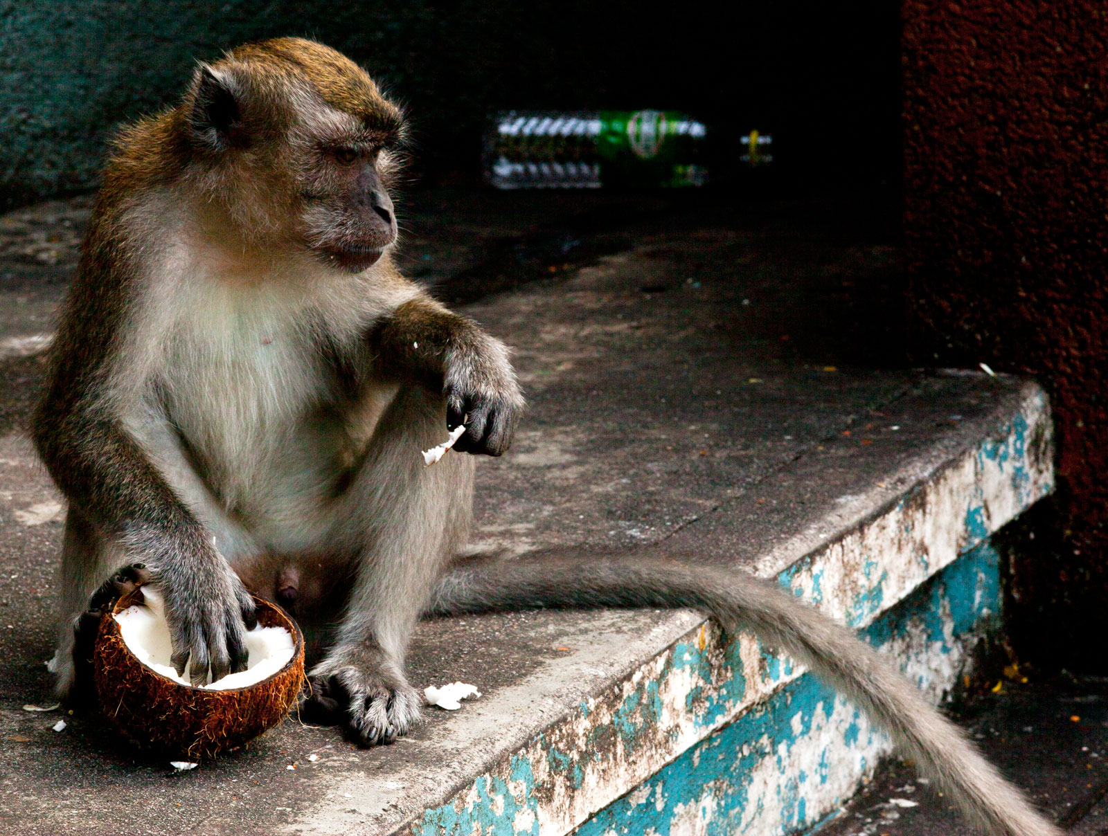 Cynomolgus Monkey male Selangor Sri Subramaniam Kovil Batu Caves Malaysia Dec 2011 01