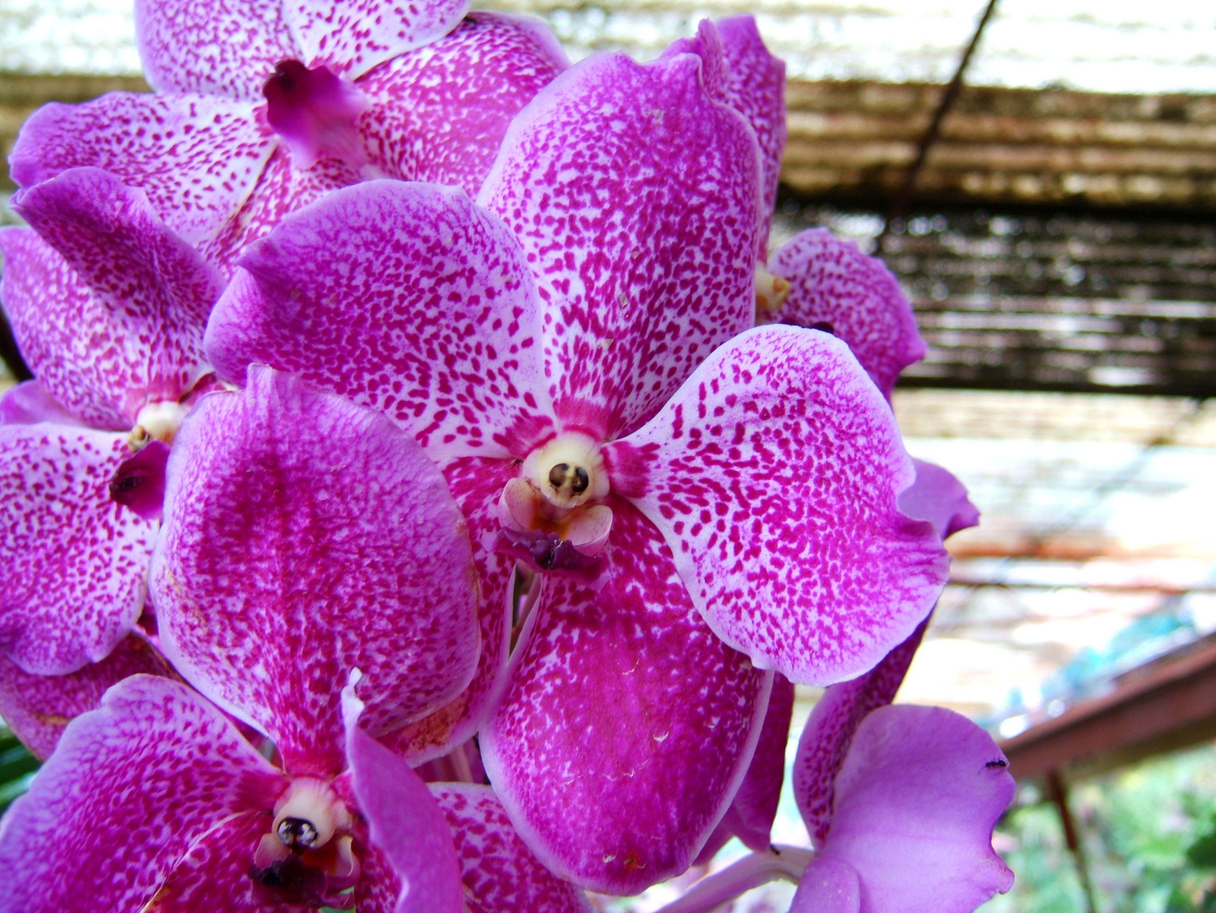 Orchid farm Moal Boal Cebu Philippine 01