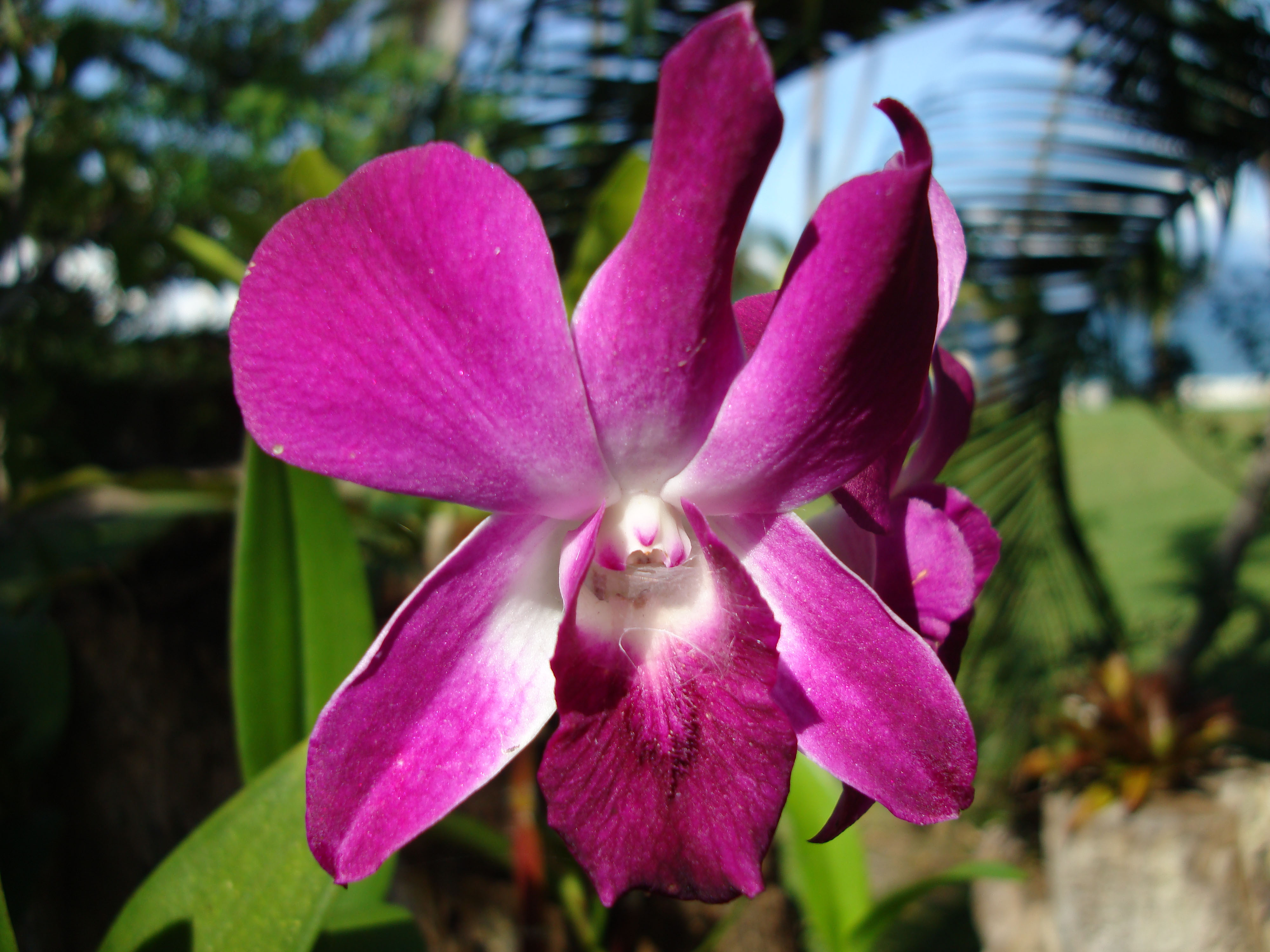 Orchids Soliman Paraiso gardens Tabinay Mindoro Oriental Philippine 004