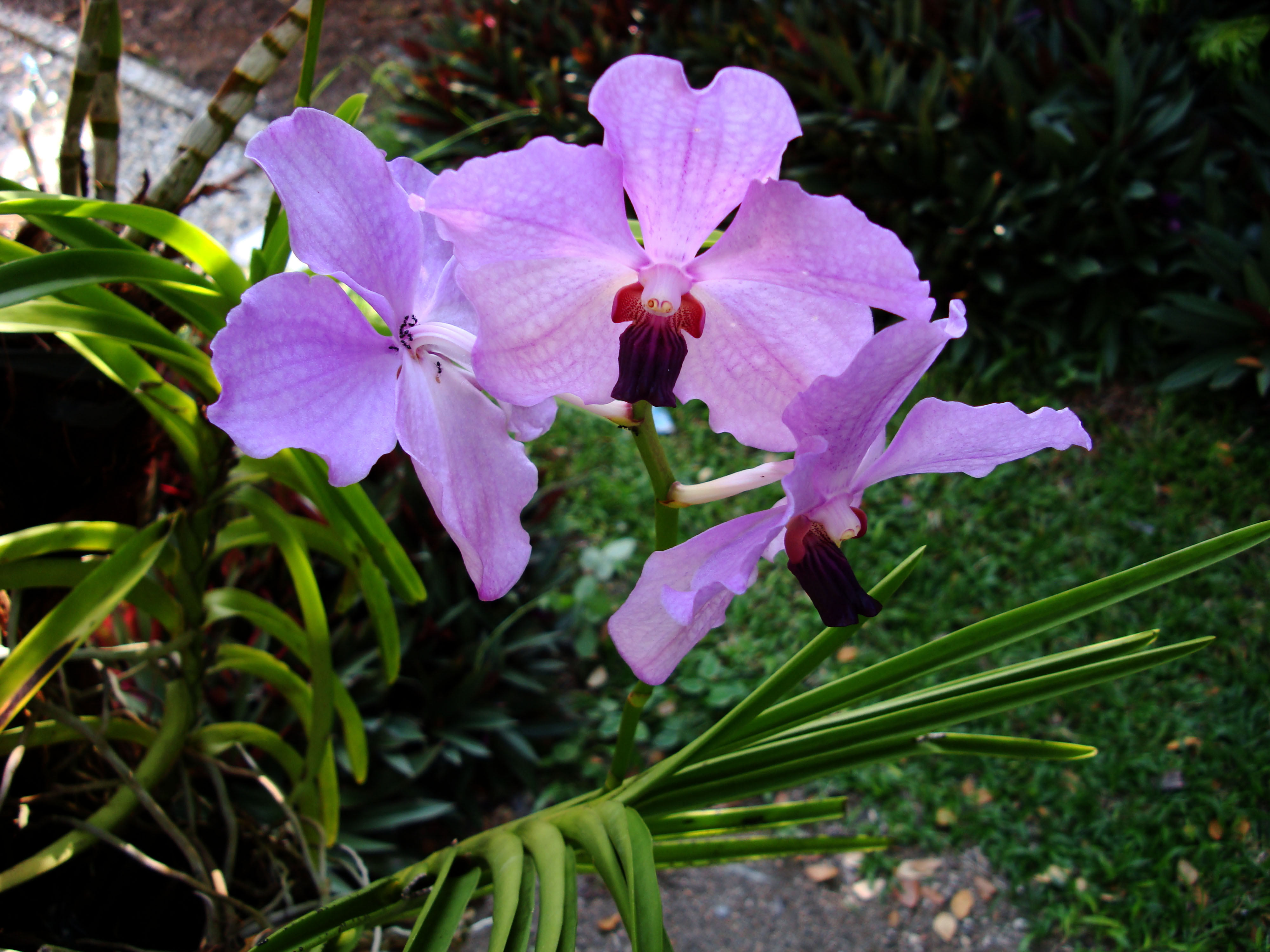Orchids Soliman Paraiso gardens Tabinay Mindoro Oriental Philippine 005