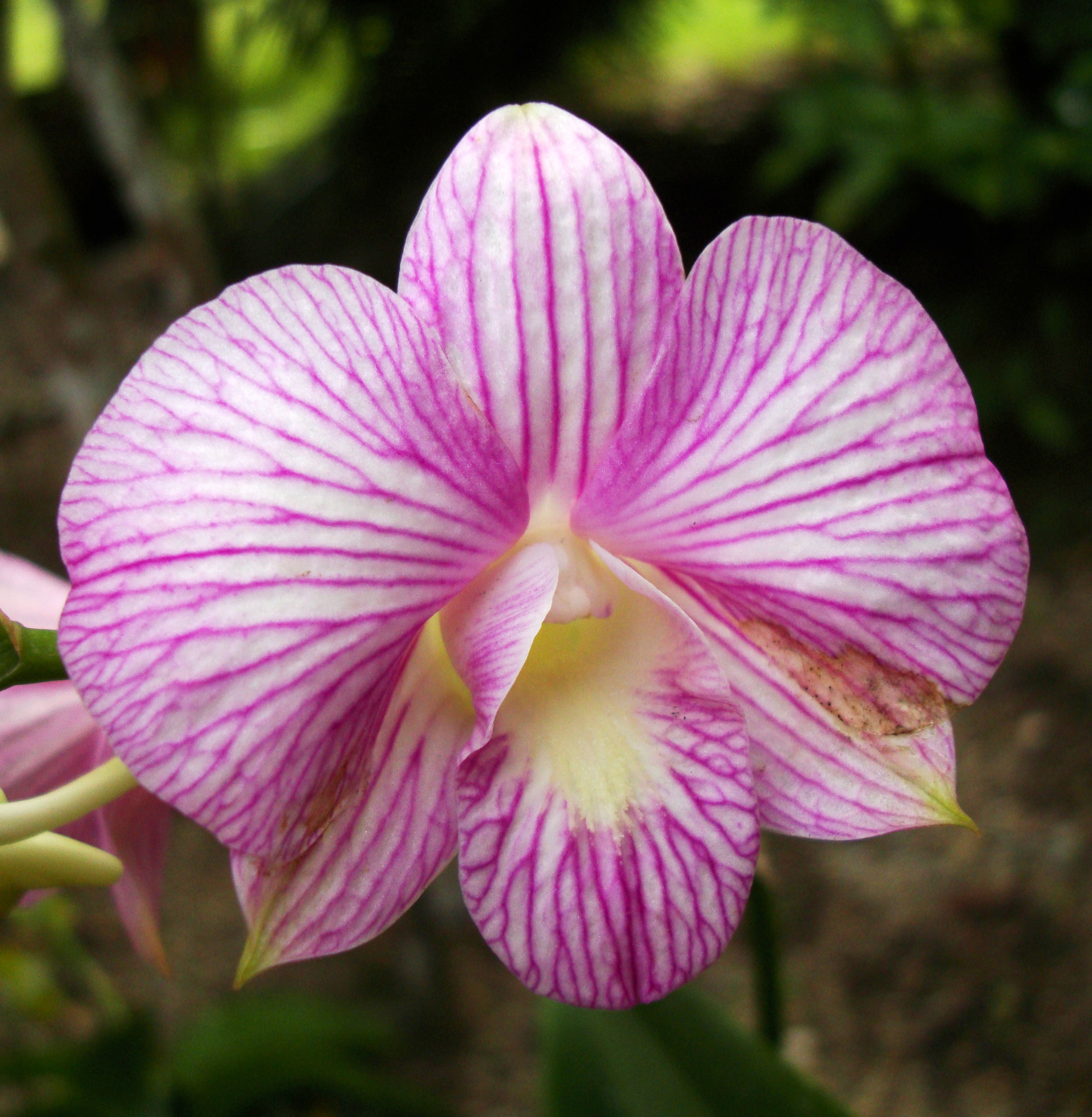 Orchids Soliman Paraiso gardens Tabinay Mindoro Oriental Philippine 010