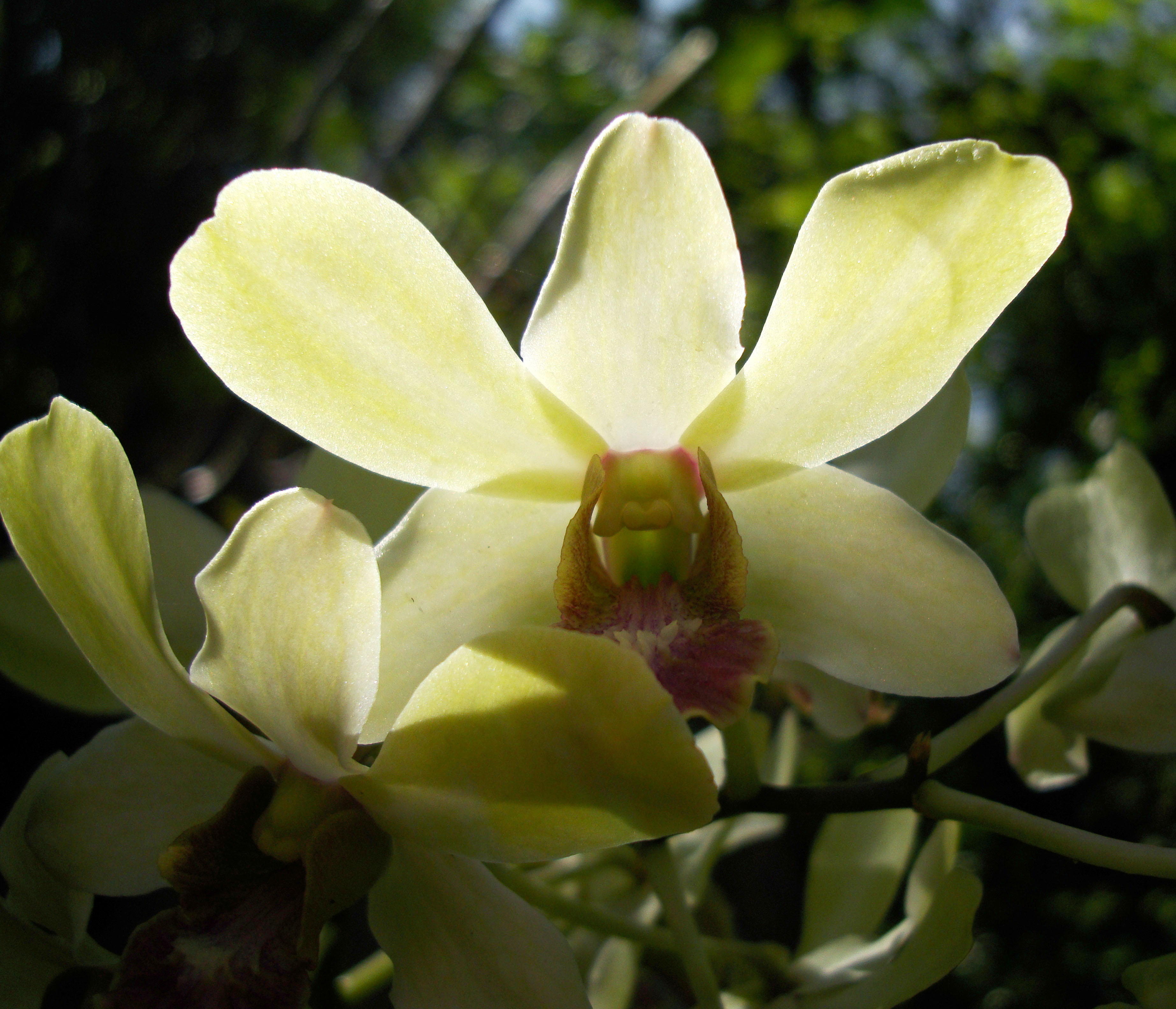 Orchids Soliman Paraiso gardens Tabinay Mindoro Oriental Philippine 067