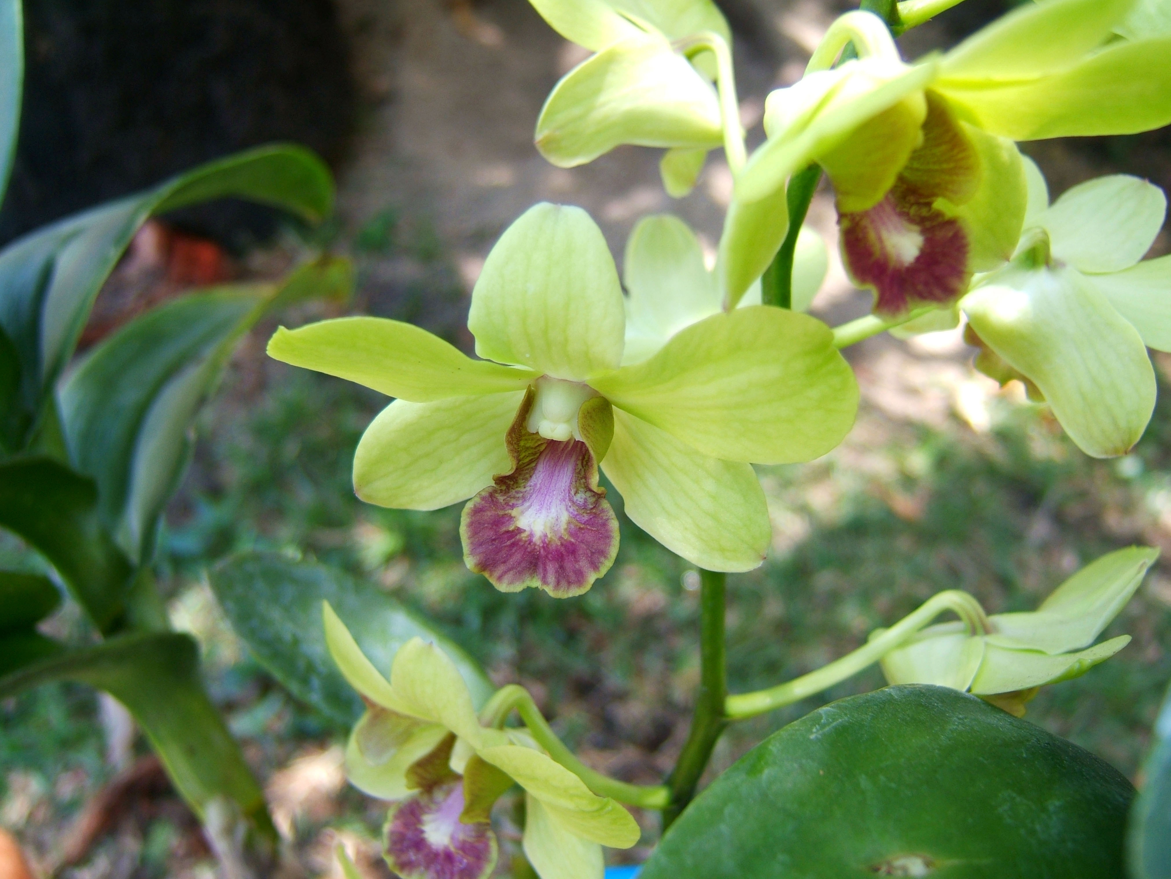 Orchids Soliman Paraiso gardens Tabinay Mindoro Oriental Philippine 069