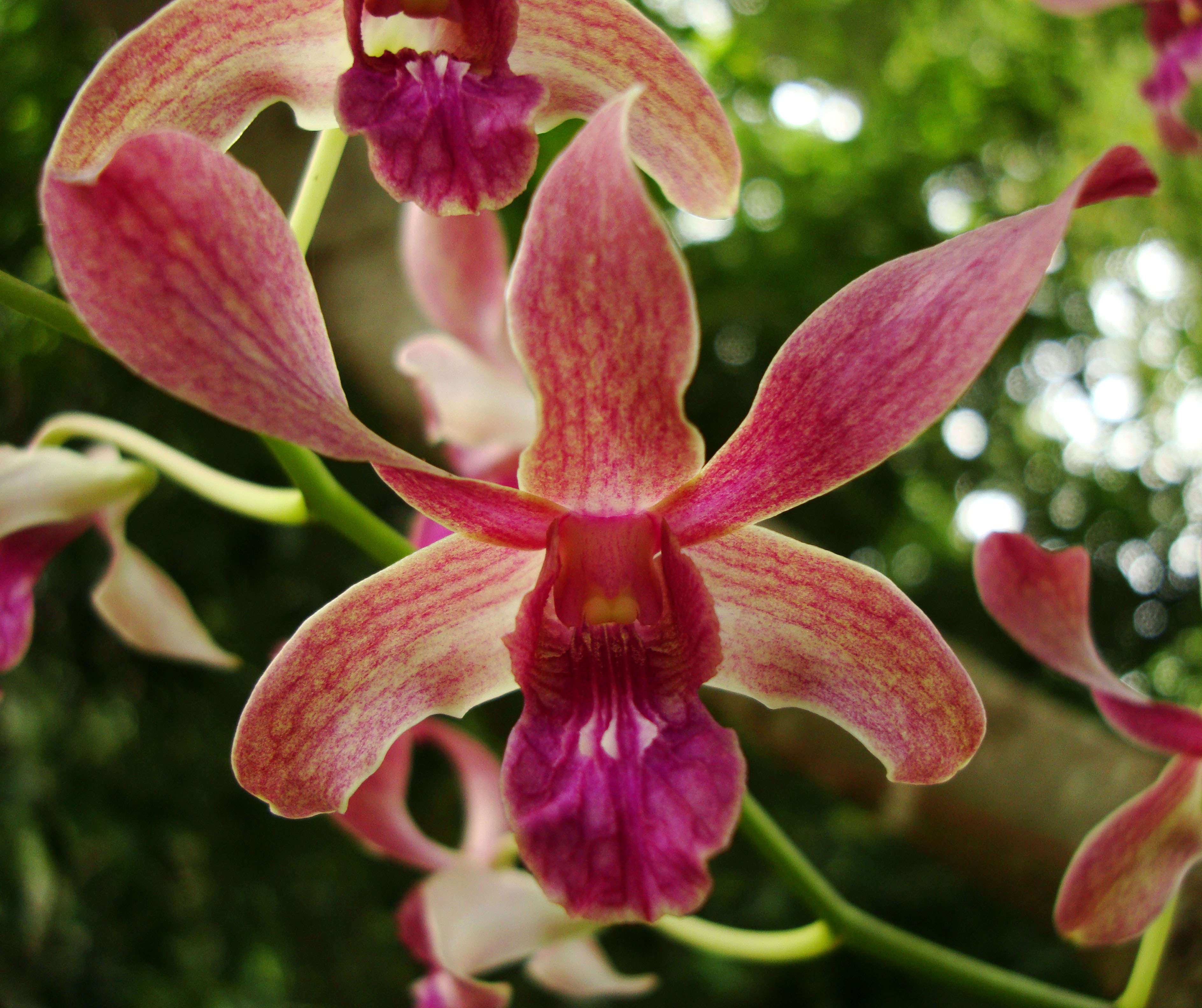 Orchids Soliman Paraiso gardens Tabinay Mindoro Oriental Philippine 085
