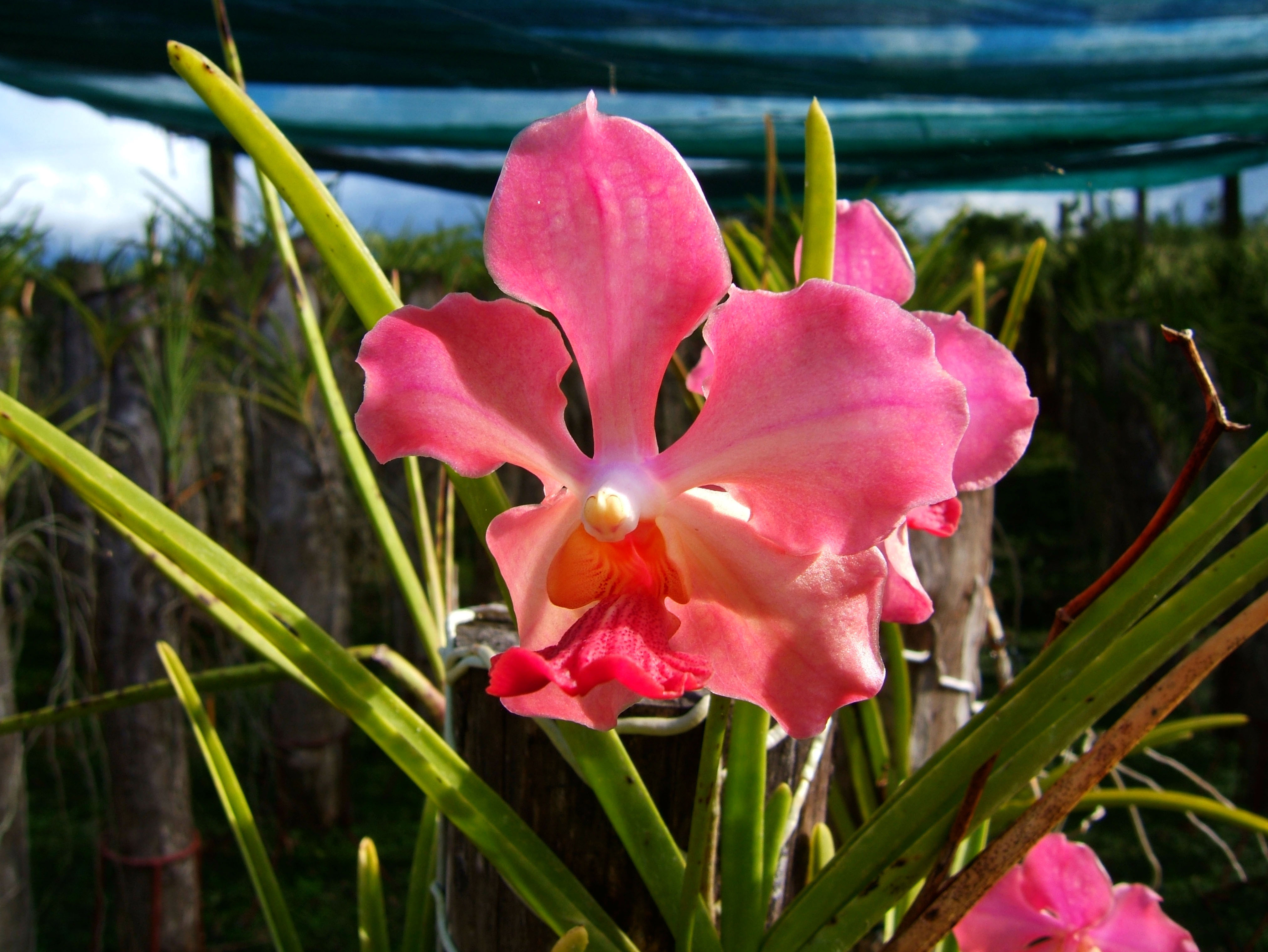 Philippine Orchids Cebu Moal Boal Orchid Farm 17