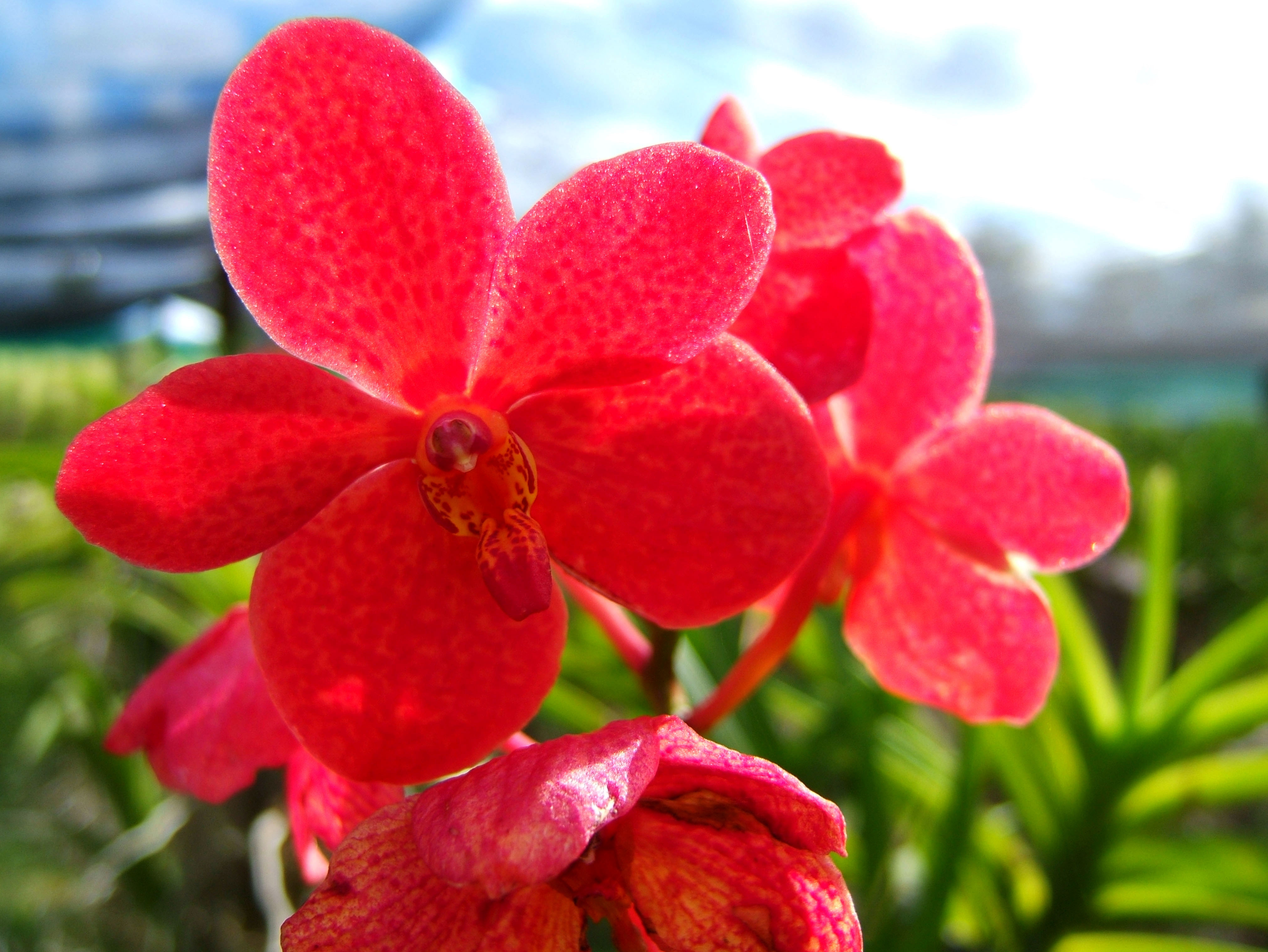 Philippine Orchids Cebu Moal Boal Orchid Farm 25