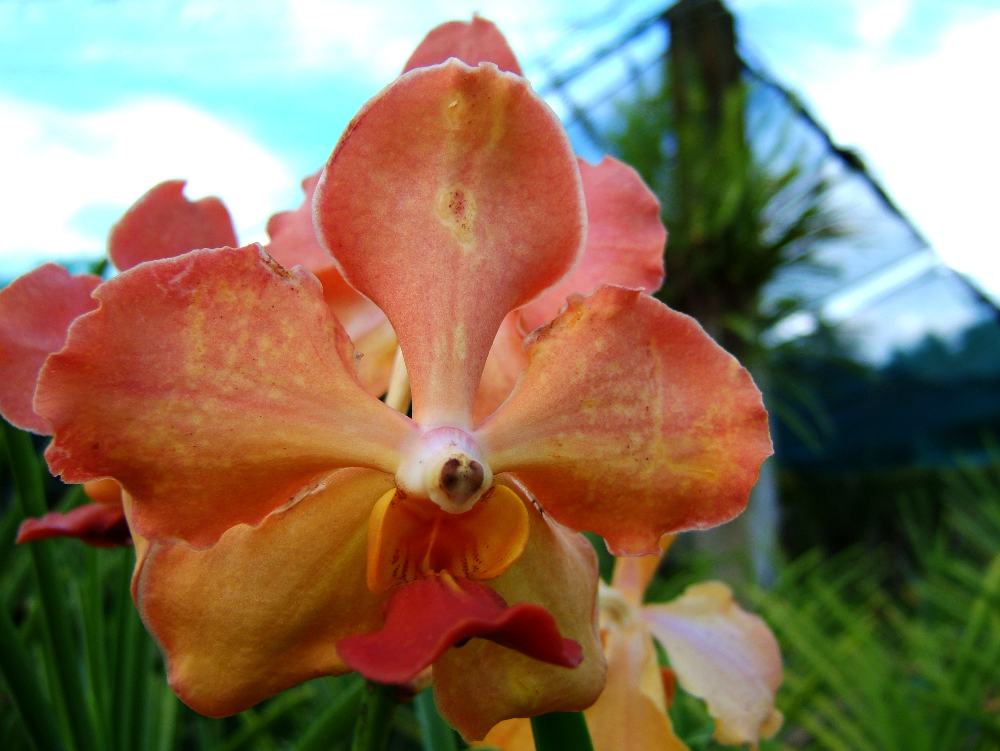Philippine Orchids Cebu Moal Boal Orchid Farm 27