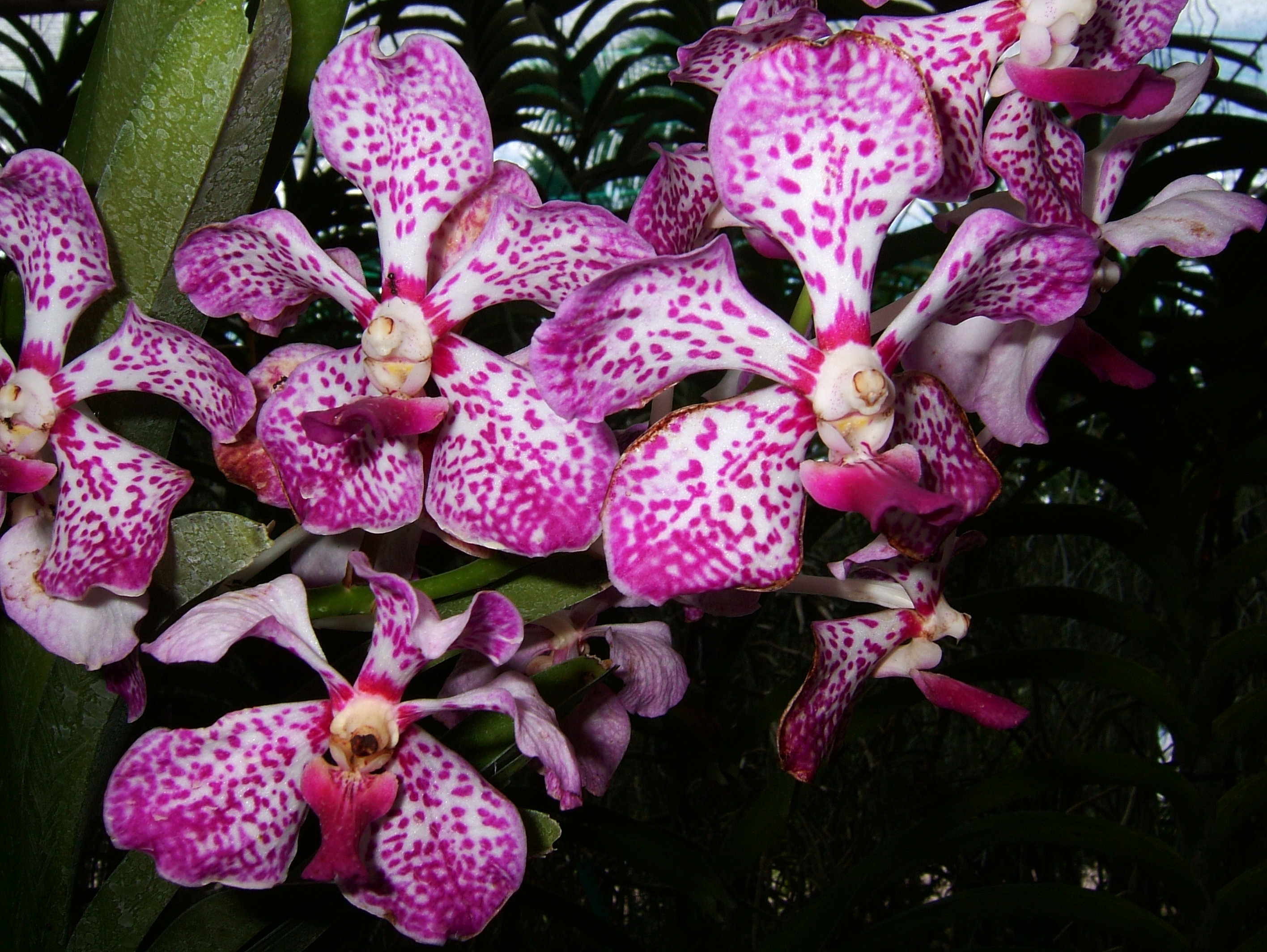 Philippine Orchids Cebu Moal Boal Orchid Farm 34