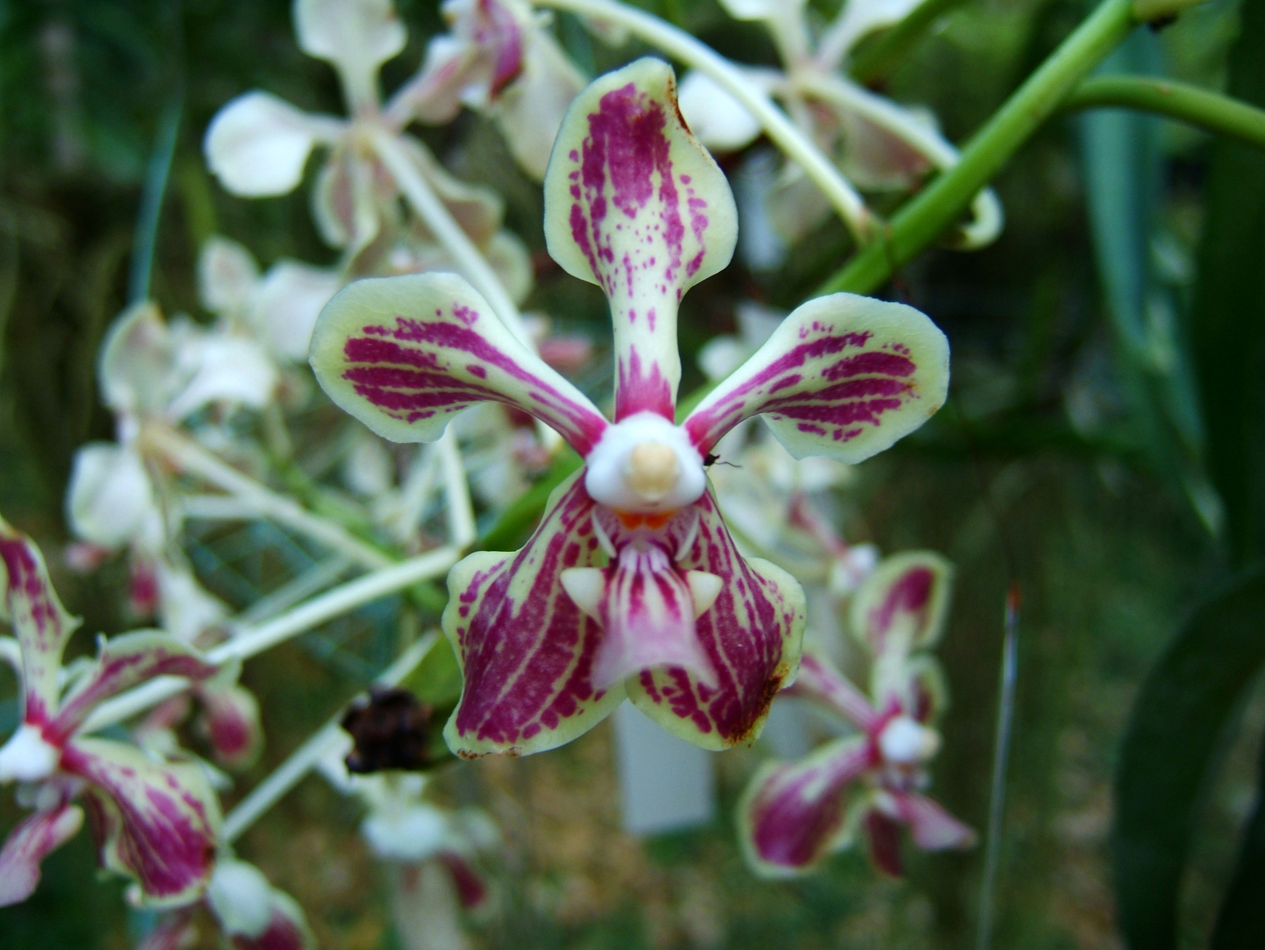 Philippine Orchids Cebu Moal Boal Orchid Farm 40