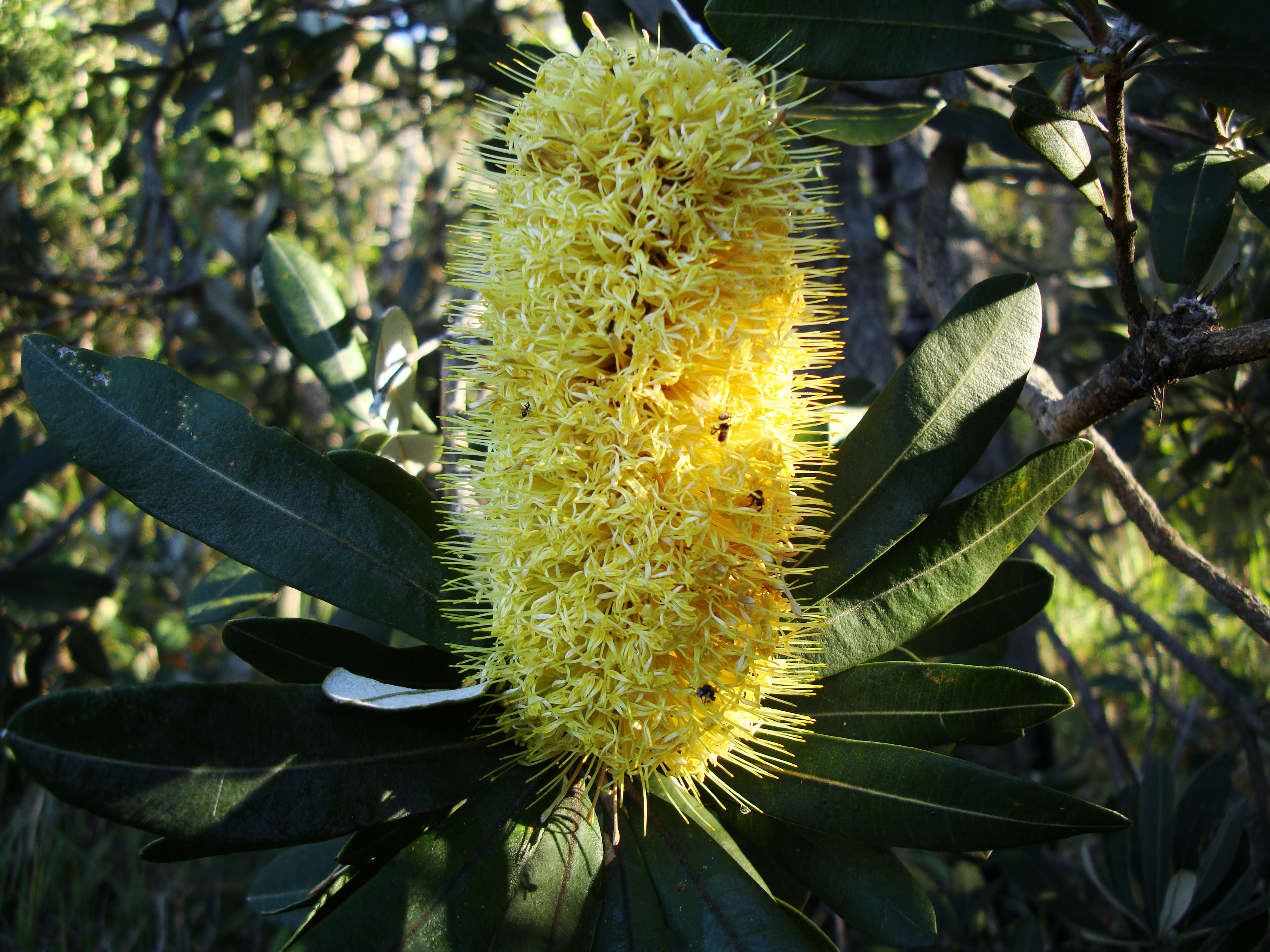 Flowers Banksia Noosa National Park 04