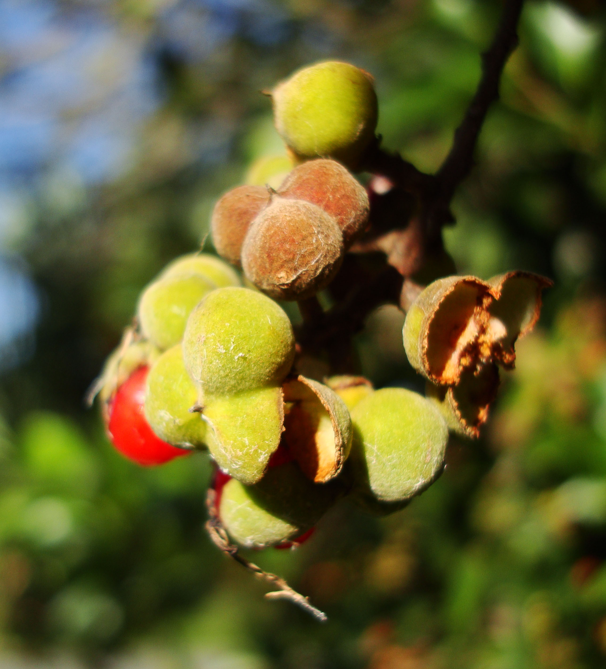 Philippines Fruits Berries Seeds 37
