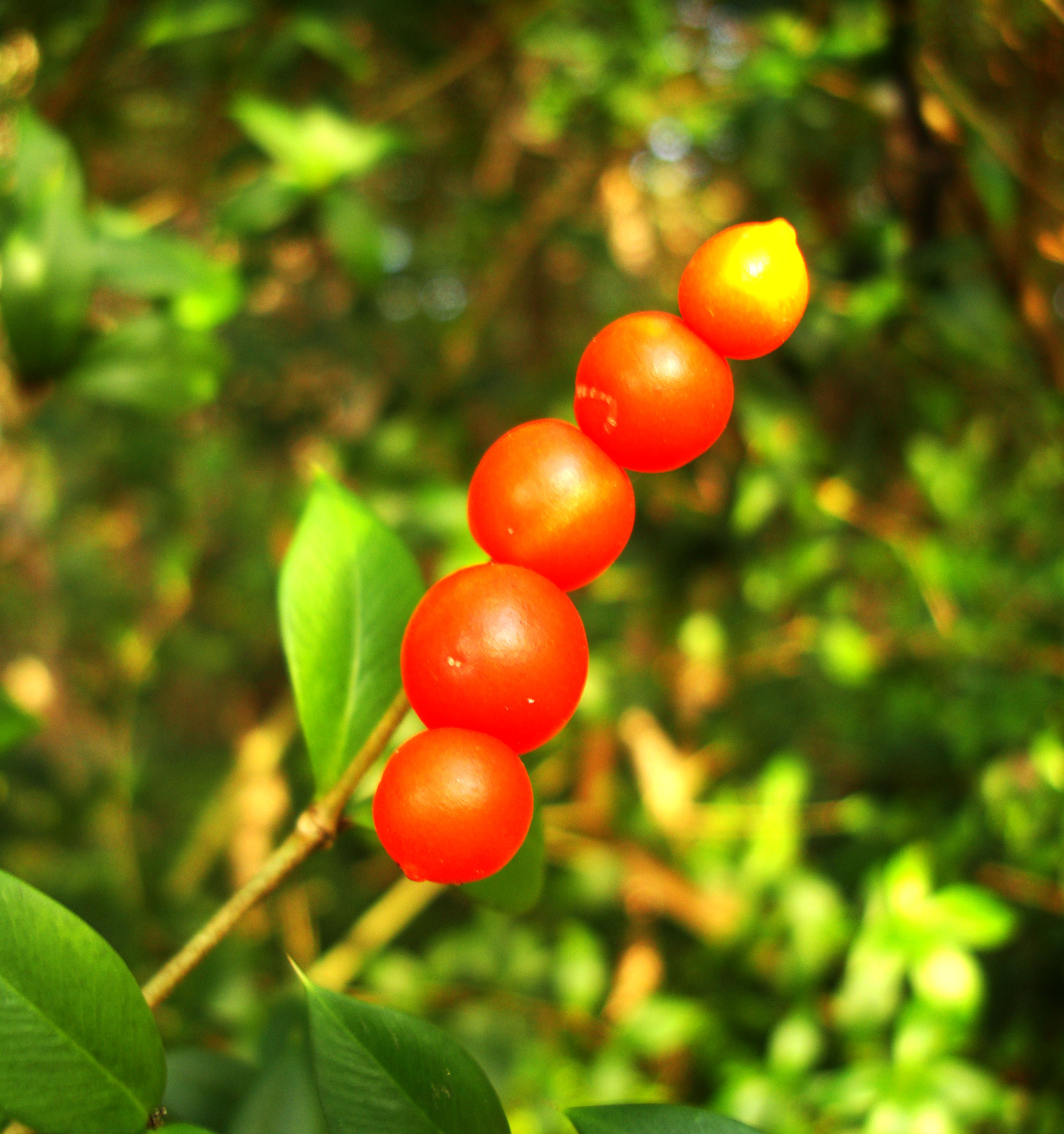 Philippines Fruits Berries Seeds 41
