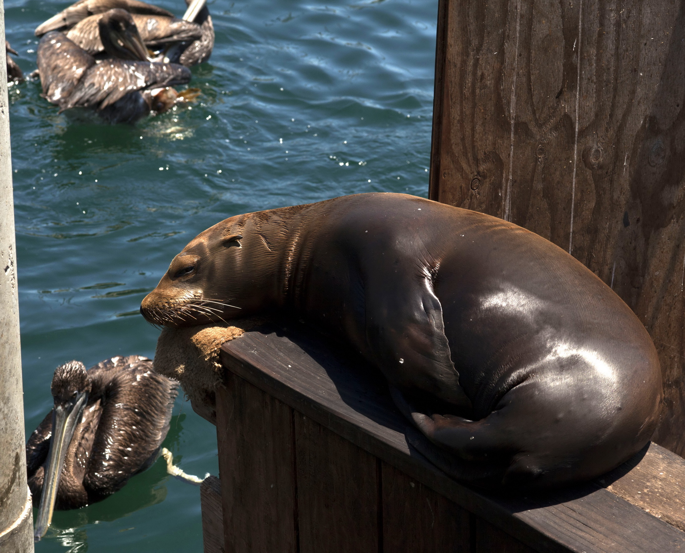 California Sea Lion Zalophus californianus Old Fishermans Grotto Wharf Monterey 04