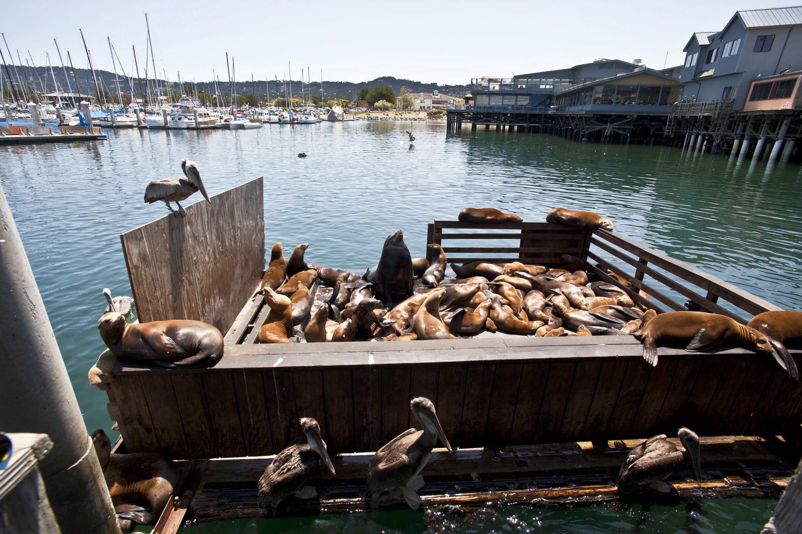 California Sea Lion Zalophus californianus Old Fishermans Grotto Wharf Monterey 45