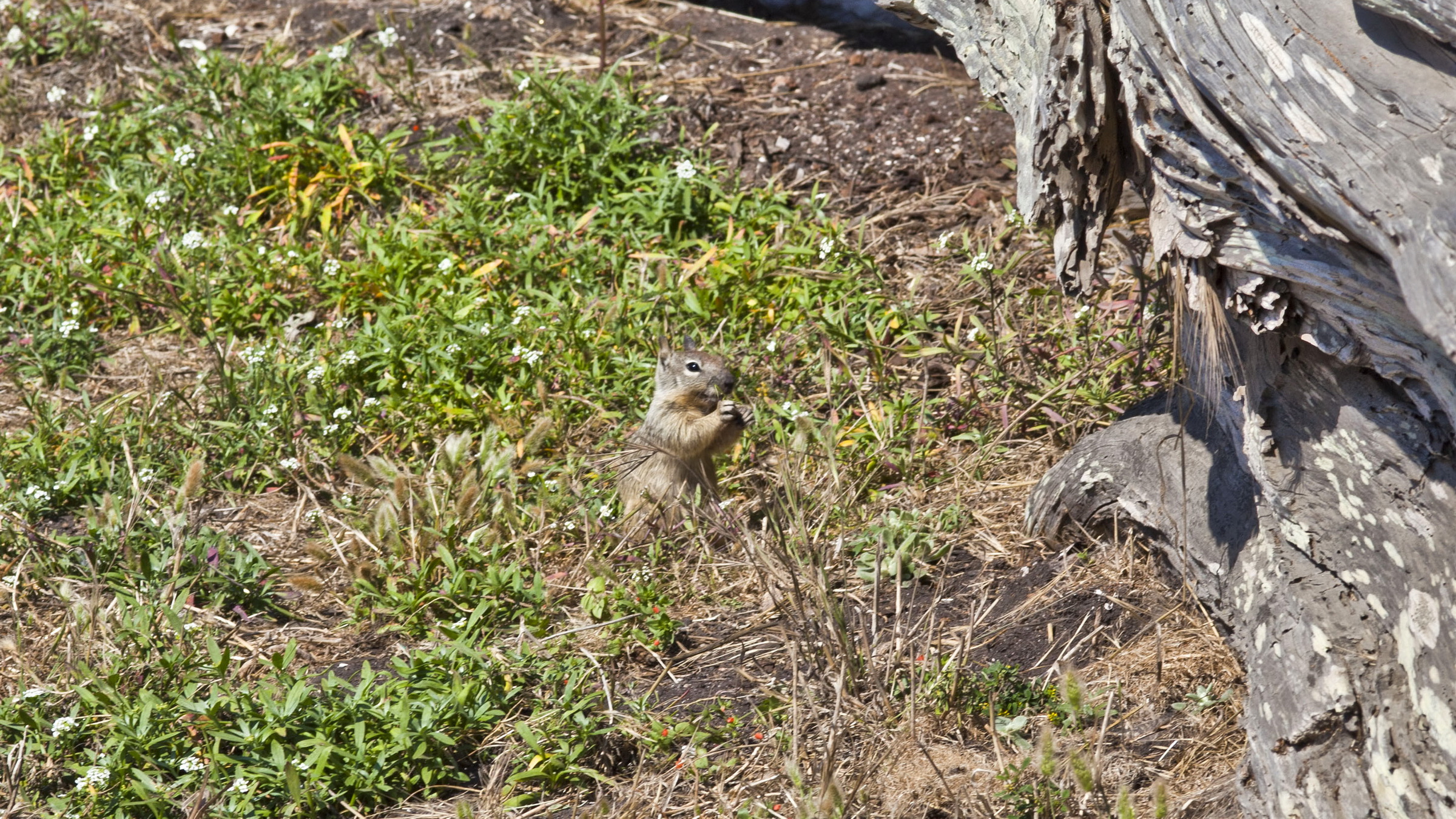 California ground squirrel Otospermophilus beecheyi 17 Mile Drive Monterey CA July 2011 05