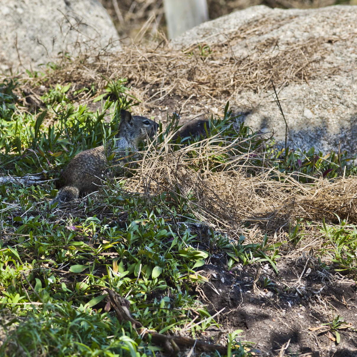 California ground squirrel Otospermophilus beecheyi 17 Mile Drive Monterey CA July 2011 19
