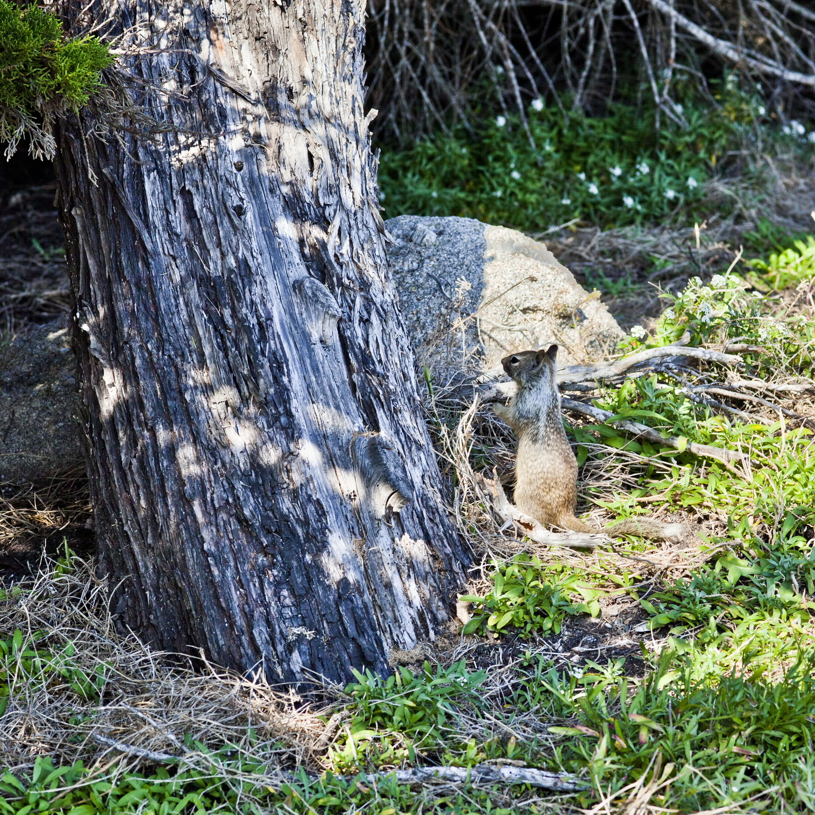 California ground squirrel Otospermophilus beecheyi 17 Mile Drive Monterey CA July 2011 20