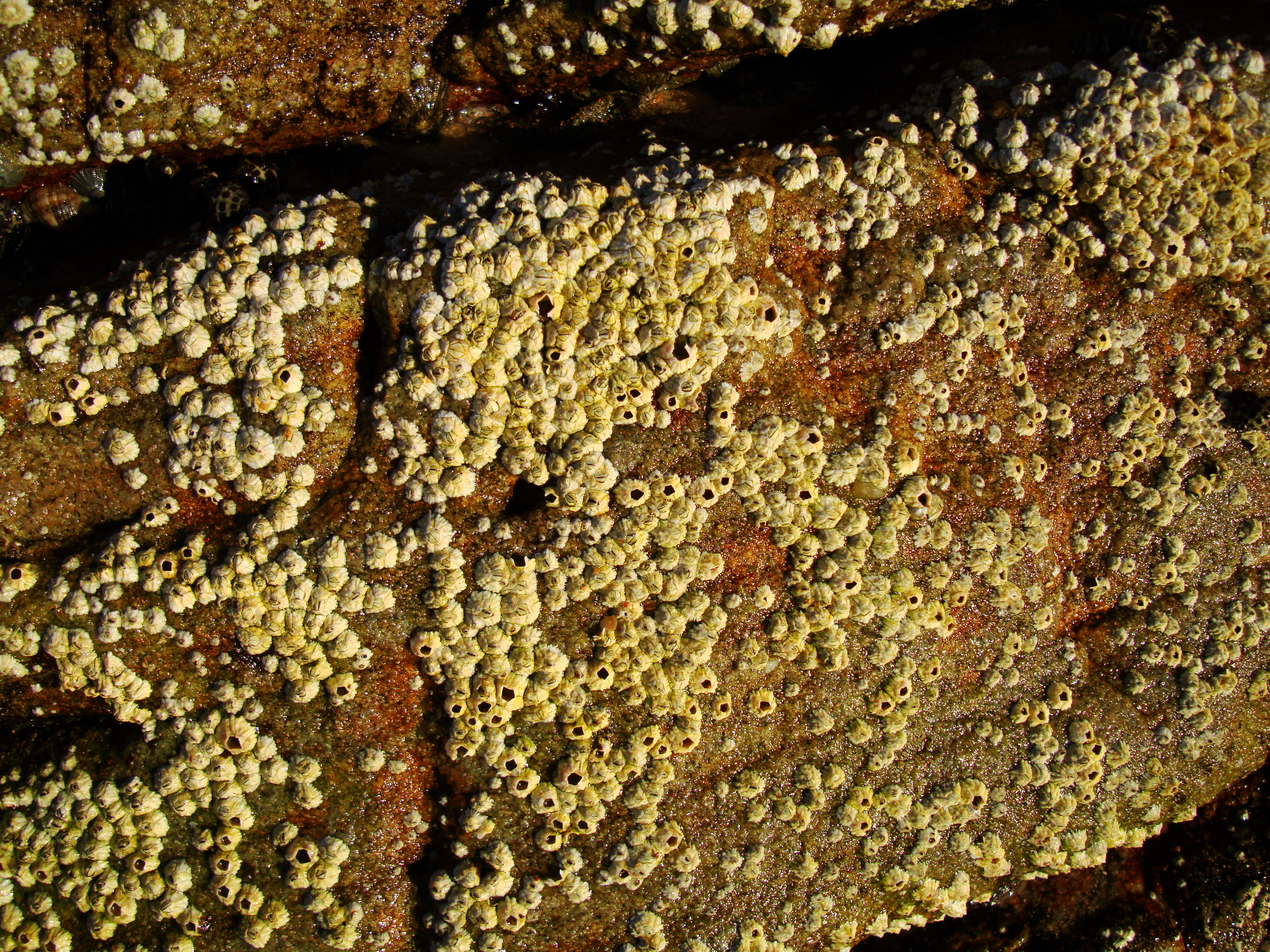 Textures Rocks Stones Pebbles Noosa National Park 19