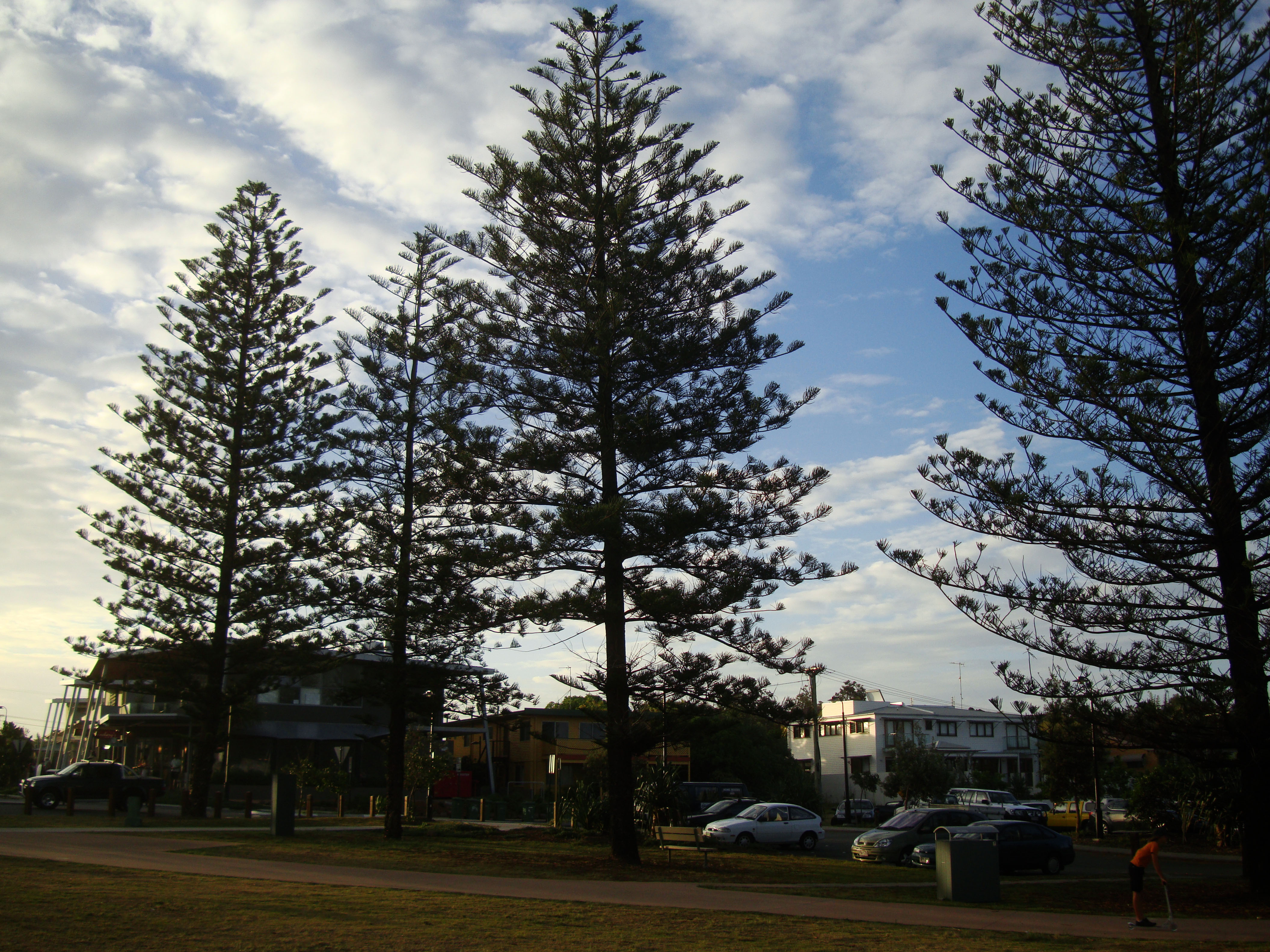 Australia Queensland Perigian Beach Pines 01