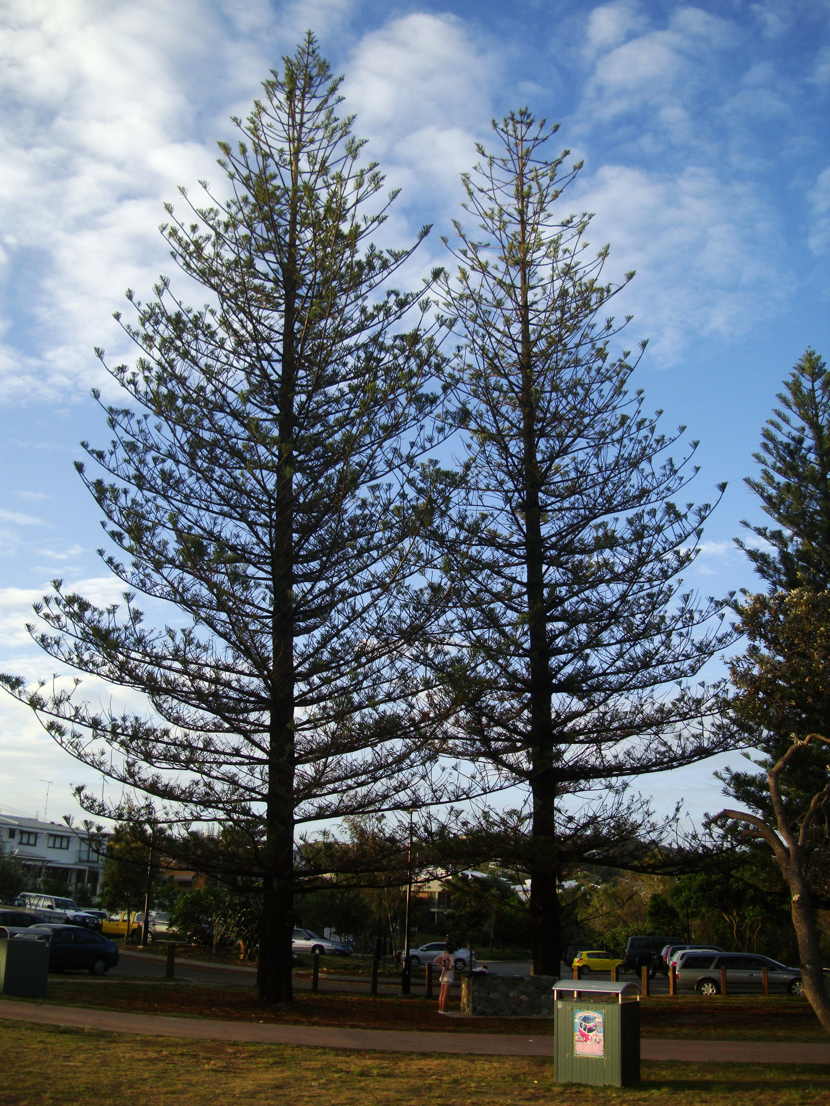 Australia Queensland Perigian Beach Pines 03
