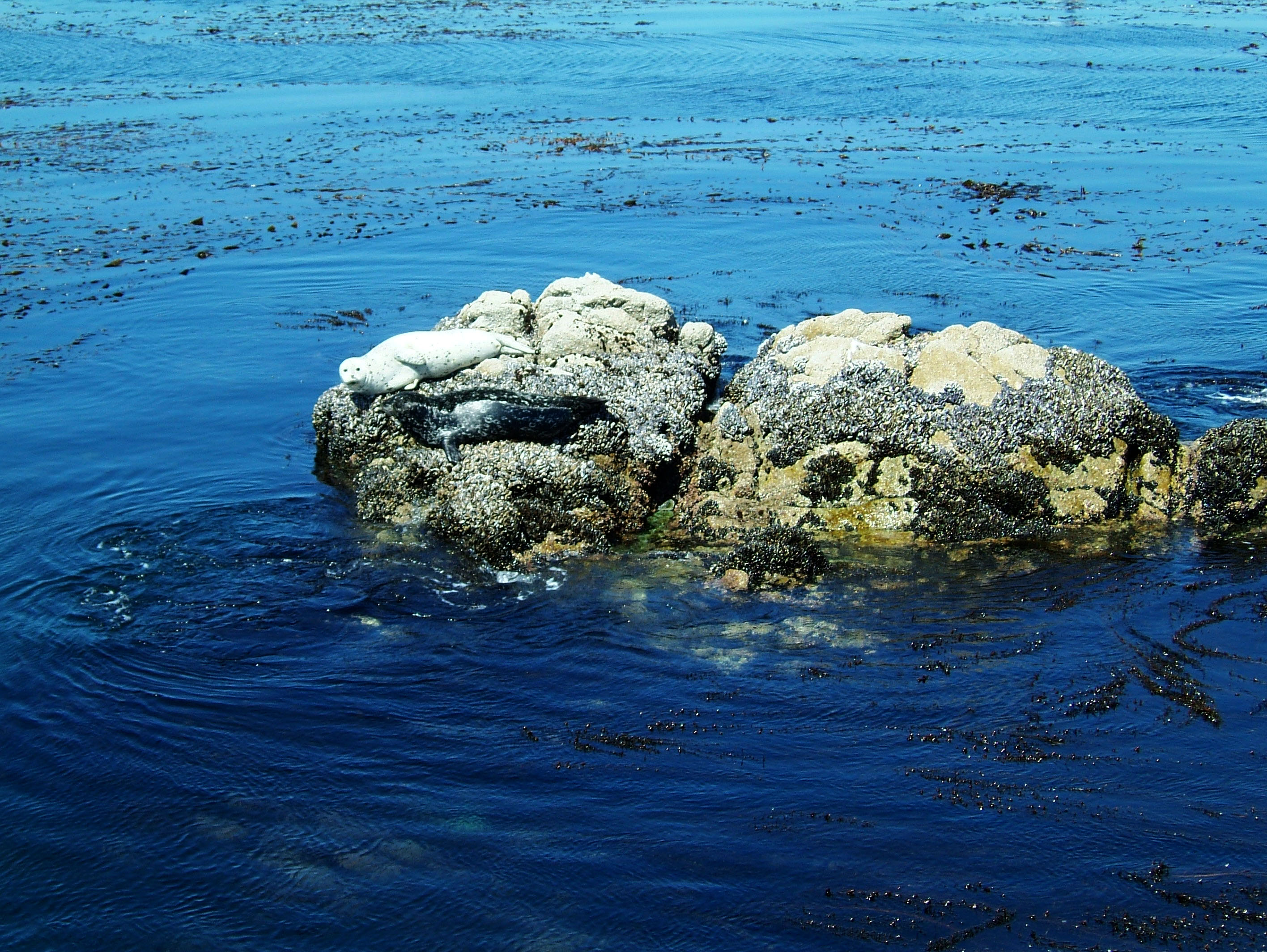 Textures saltwater Monterey Carmel seashore Marine life 12