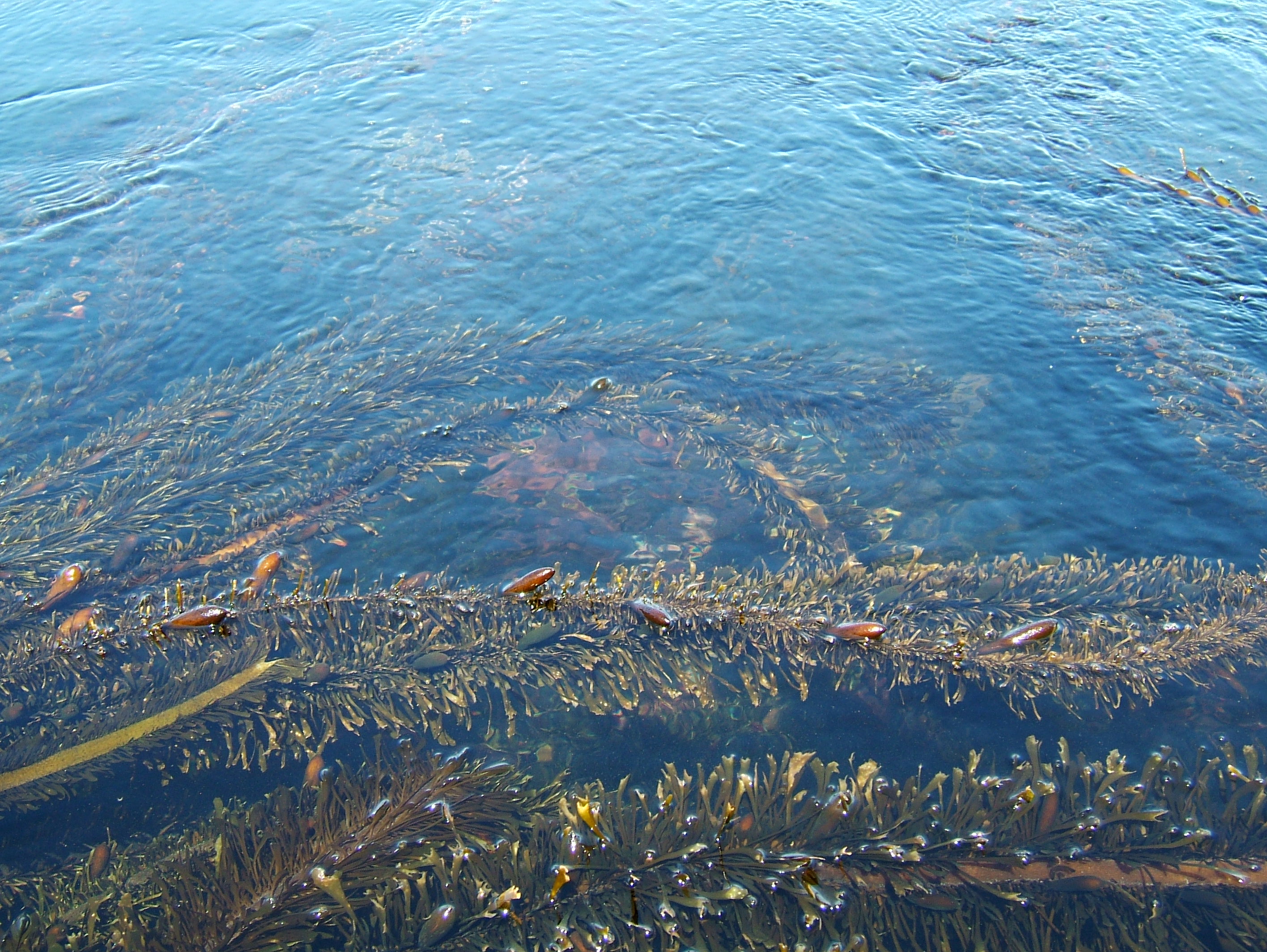Textures saltwater Monterey Carmel seashore Marine life 19