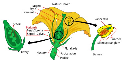 Mature flower diagram