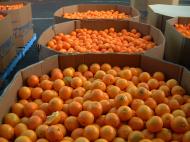 Asisbiz Brisbane Markets Sherwood Road Rocklea Queensland 4106 oranges I01