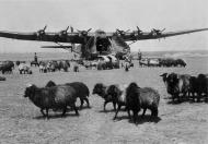 Asisbiz Luftwaffe heavy transport aircraft Messerschmitt Me 323 awaits its next assigment 01