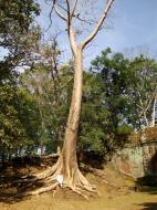 Asisbiz North Gate giant tree Jan 2010 02