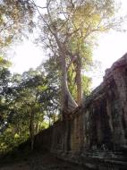 Asisbiz Victory Gate laterite walls with giant trees Jan 2010 01