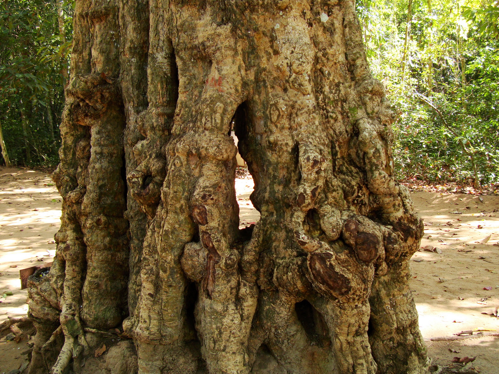 A Banteay Kdei Temple giant spirit trees 04