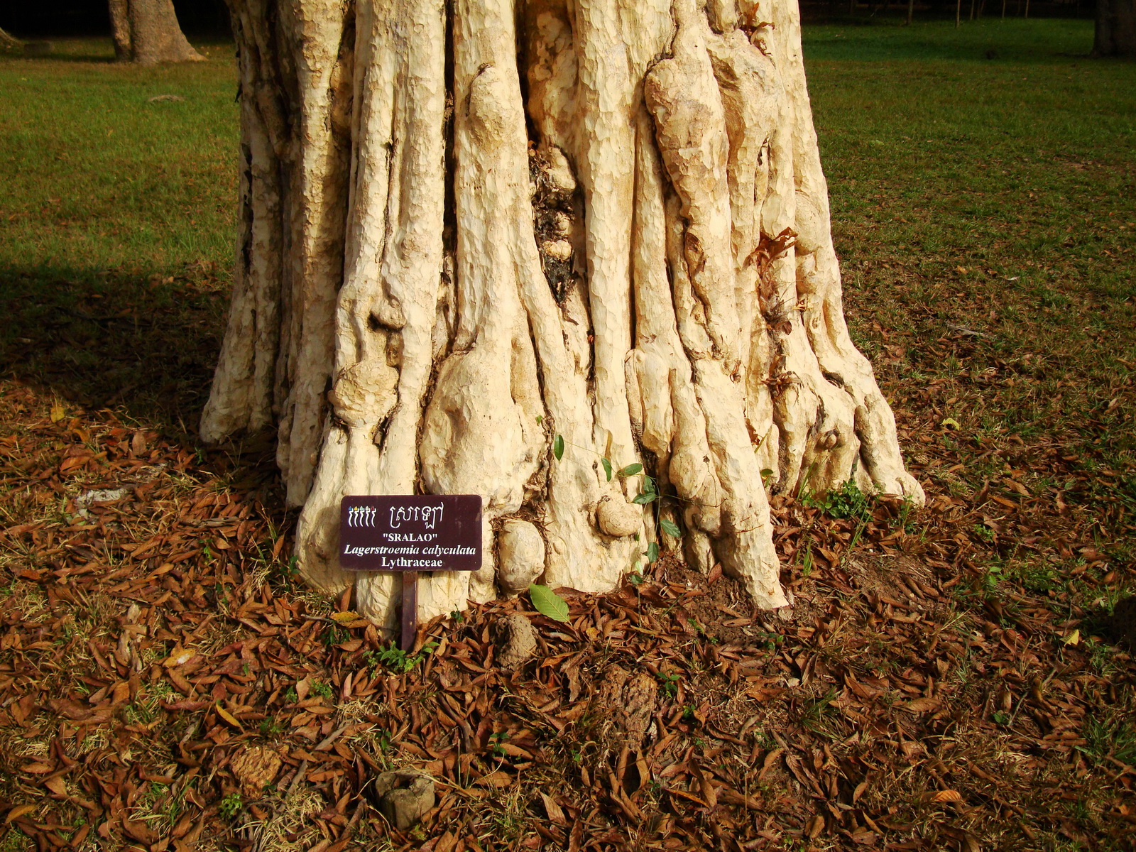 Banteay Srei Temple Sralao tree Lagerstroemia calyculata Lythraceae 2010 01