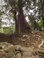 Asisbiz Royal Palace giant trees Angkor Cambodia Jan 2010 01