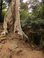 Asisbiz Royal Palace giant trees Angkor Cambodia Jan 2010 02