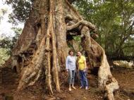 Asisbiz Royal Palace giant trees Angkor Cambodia Jan 2010 05