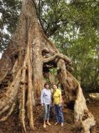 Asisbiz Royal Palace giant trees Angkor Cambodia Jan 2010 06