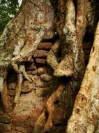 Asisbiz Royal Palace giant trees Angkor Cambodia Jan 2010 09