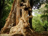 Asisbiz Royal Palace giant trees Angkor Cambodia Jan 2010 16