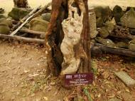 Asisbiz Royal Palace spirit tree Angkol Garcinia lanessani Guttiferae tree 01