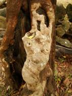 Asisbiz Royal Palace spirit tree Angkol Garcinia lanessani Guttiferae tree 02